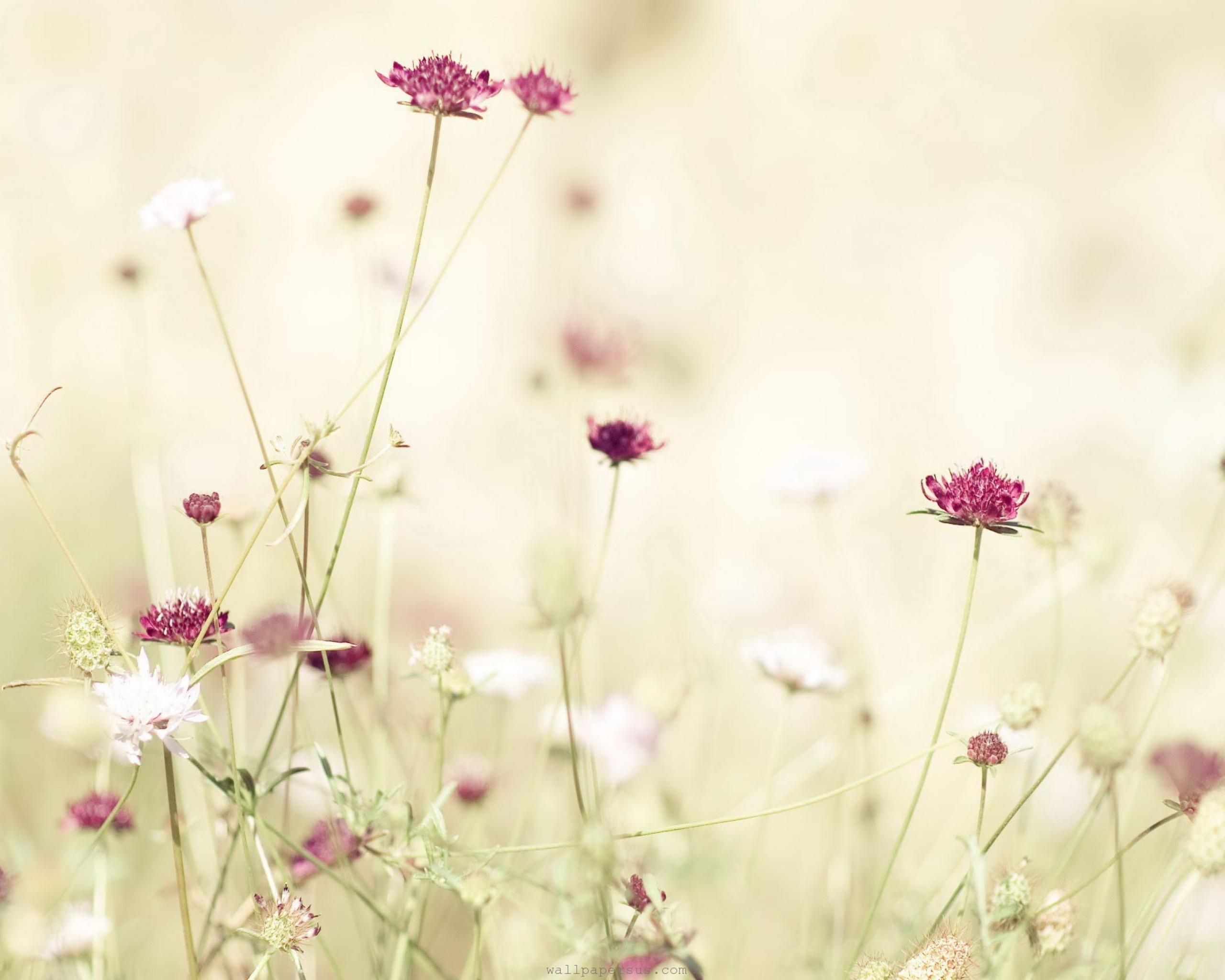 Wild Animals Spring Blossoms Nature Us Com 237033 Wallpaper wallpaper