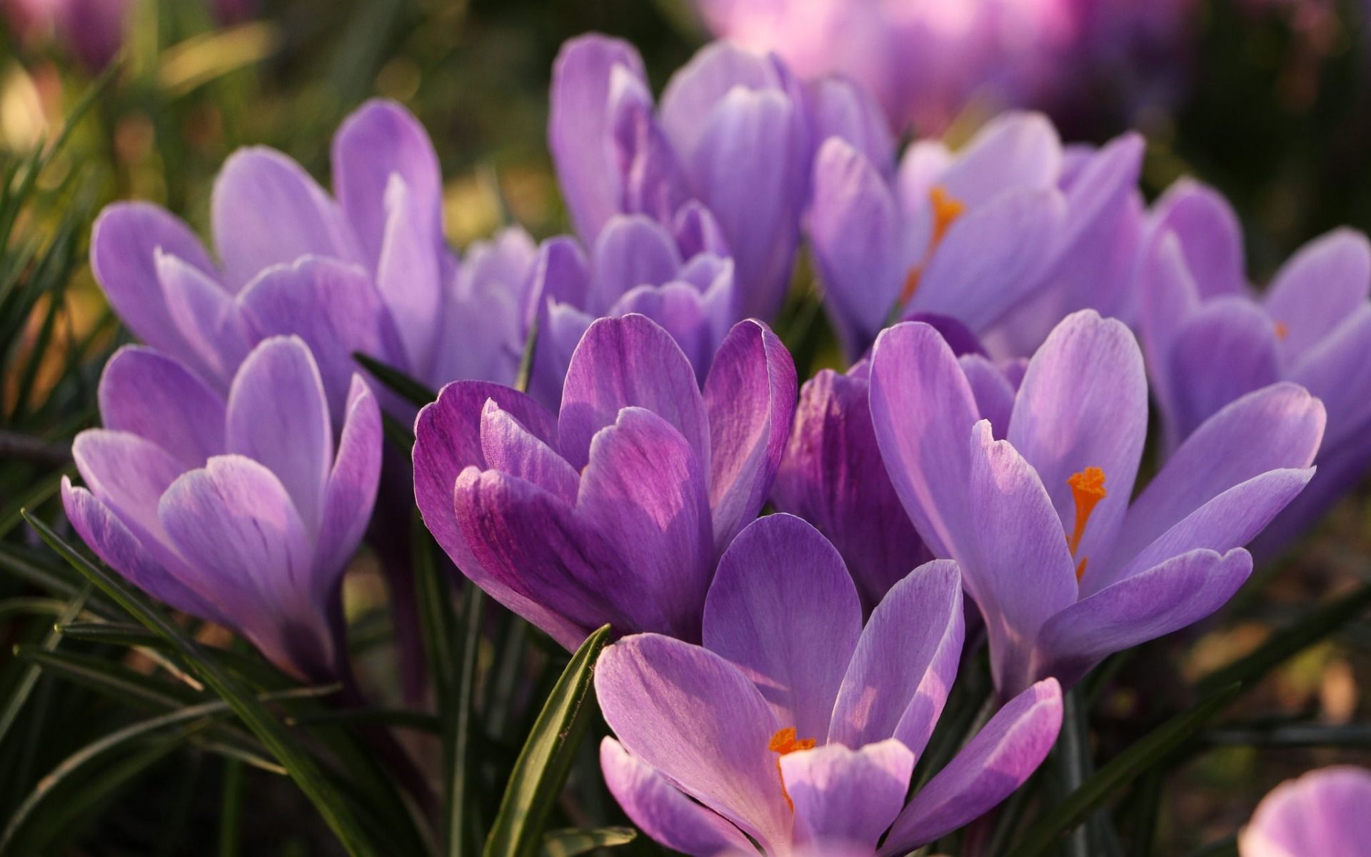 Download wallpaper crocuses, purple spring flowers, spring, saffron, wild flowers for desktop with resolution 1920x1200. High Quality HD picture wallpaper