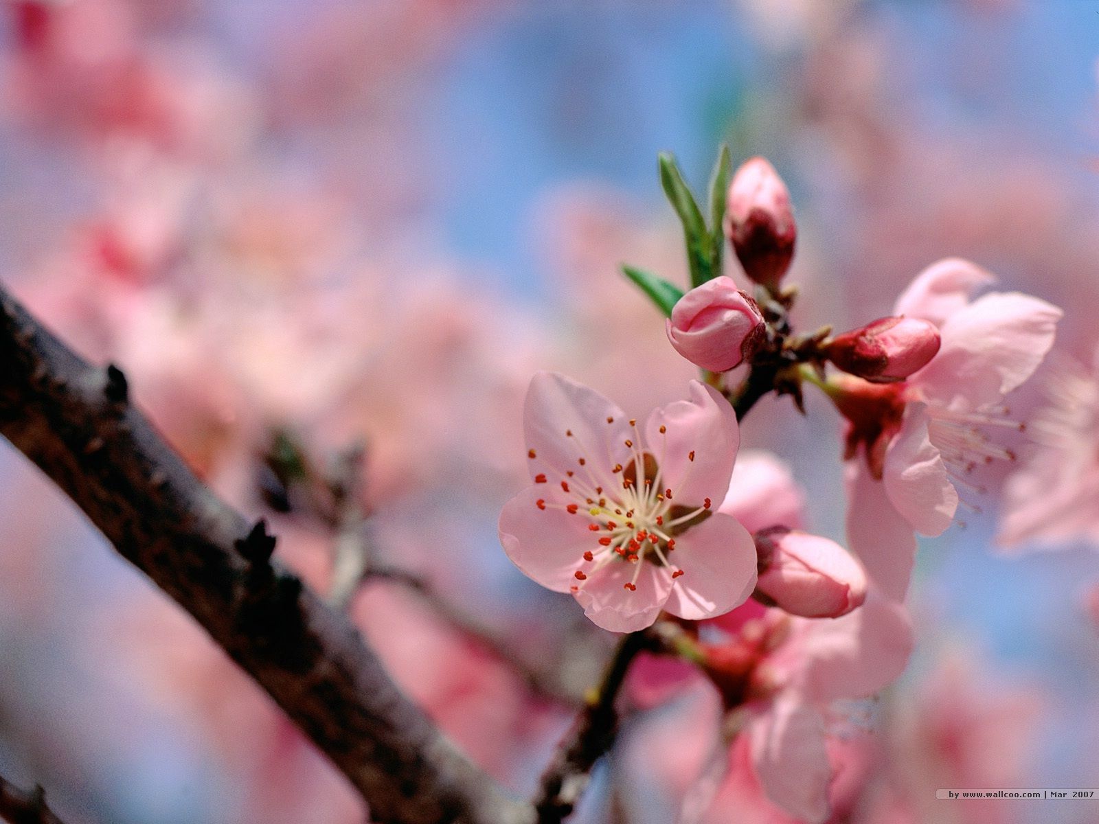 Flowers in Warm Spring, Spring Wild Flowers, Flower Photography 1600x1200 Wallpaper 8