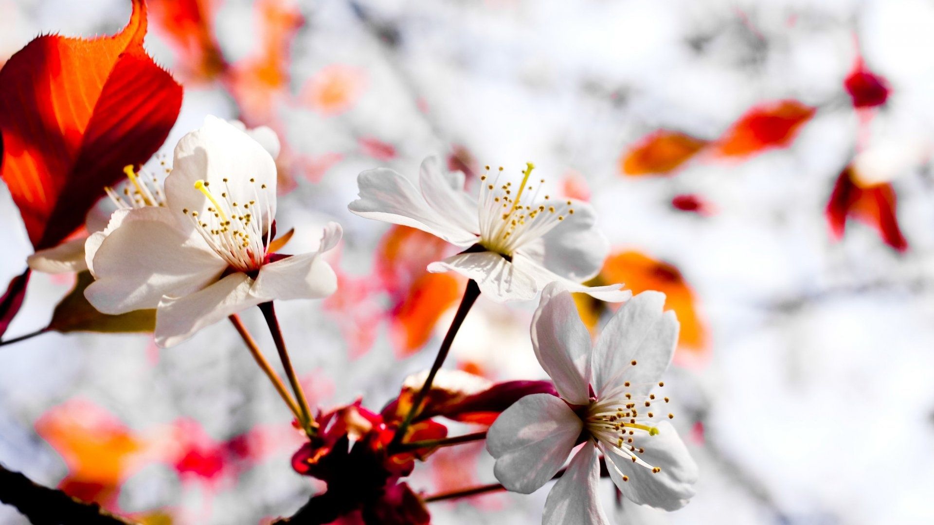 Wild Tree White Flowers Wallpaper