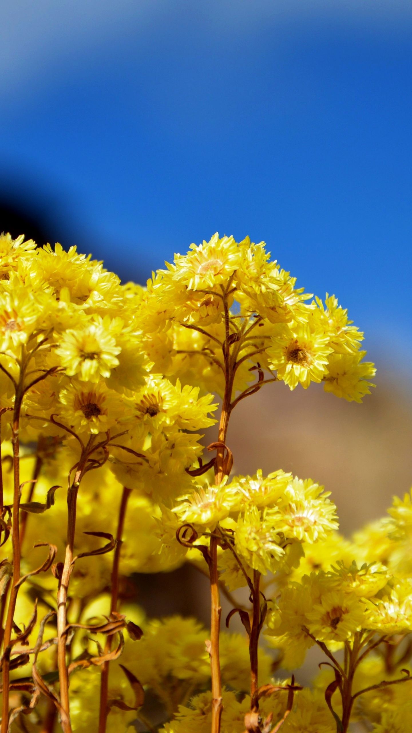 Wild Spring Flowers Wallpapers - Wallpaper Cave