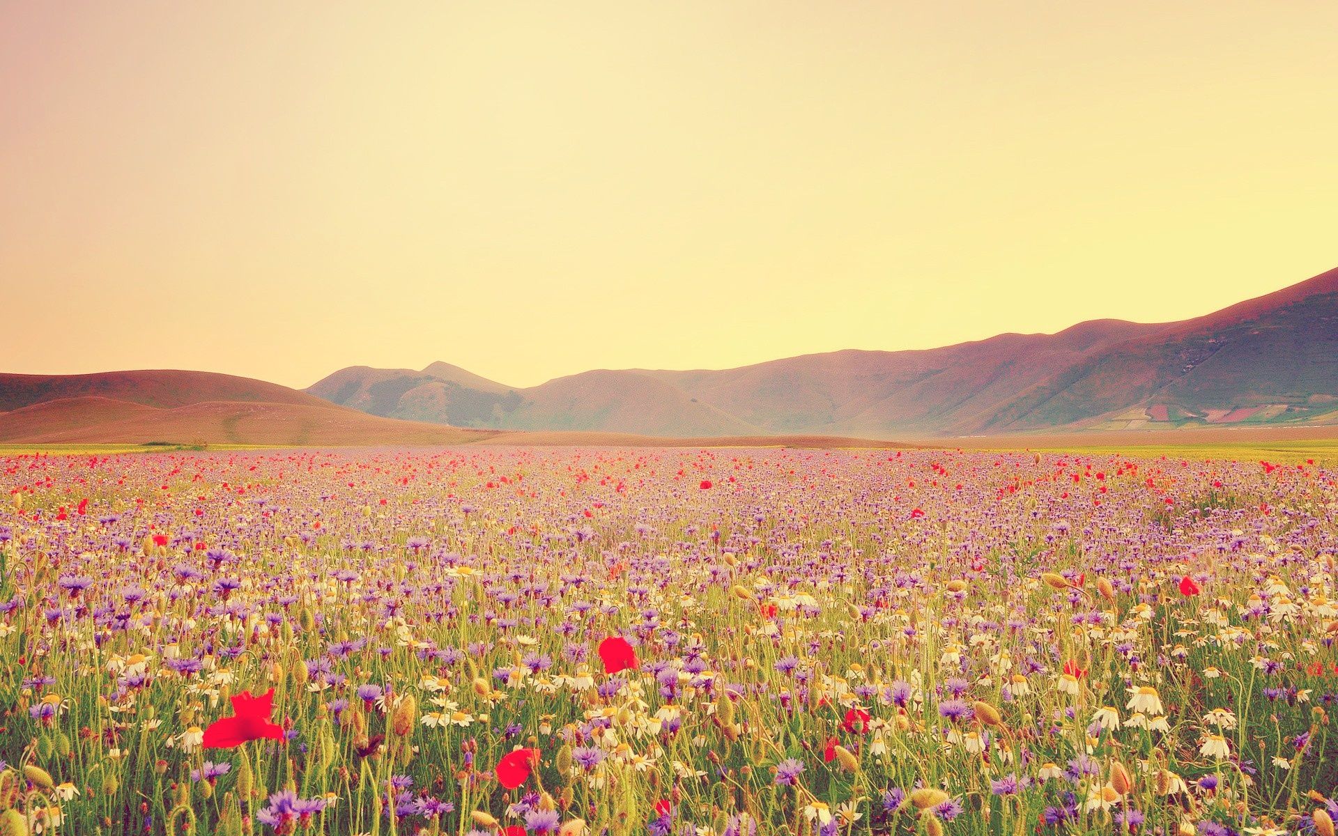 Wild Flowers Wallpaper