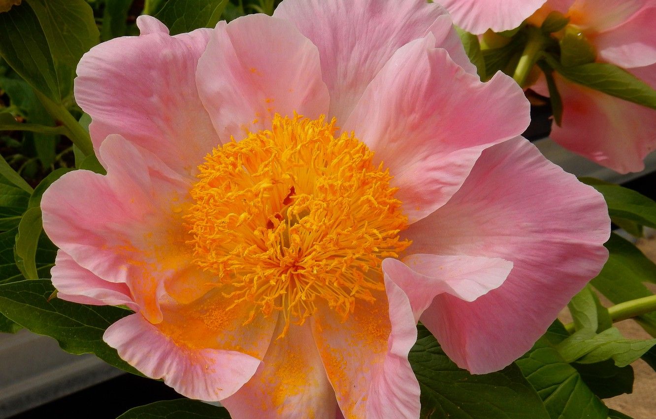 Wallpaper flowers, widescreen, Wallpaper, spring, wallpaper, widescreen, background, the Wallpaper, peonies, peony, full screen, HD wallpaper, widescreen, fullscreen, the little flowers image for desktop, section цветы