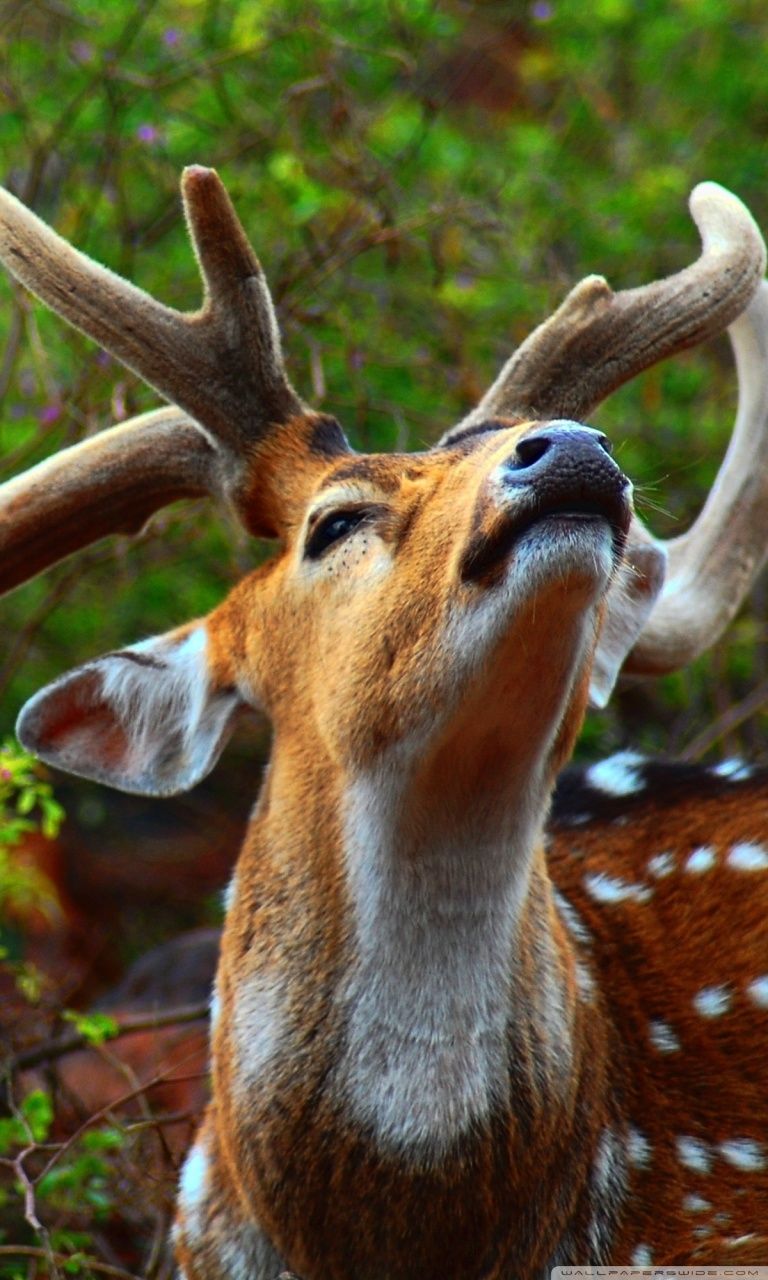 Wild Animal Ultra HD Desktop Background Wallpaper for 4K UHD TV, Widescreen & UltraWide Desktop & Laptop, Tablet