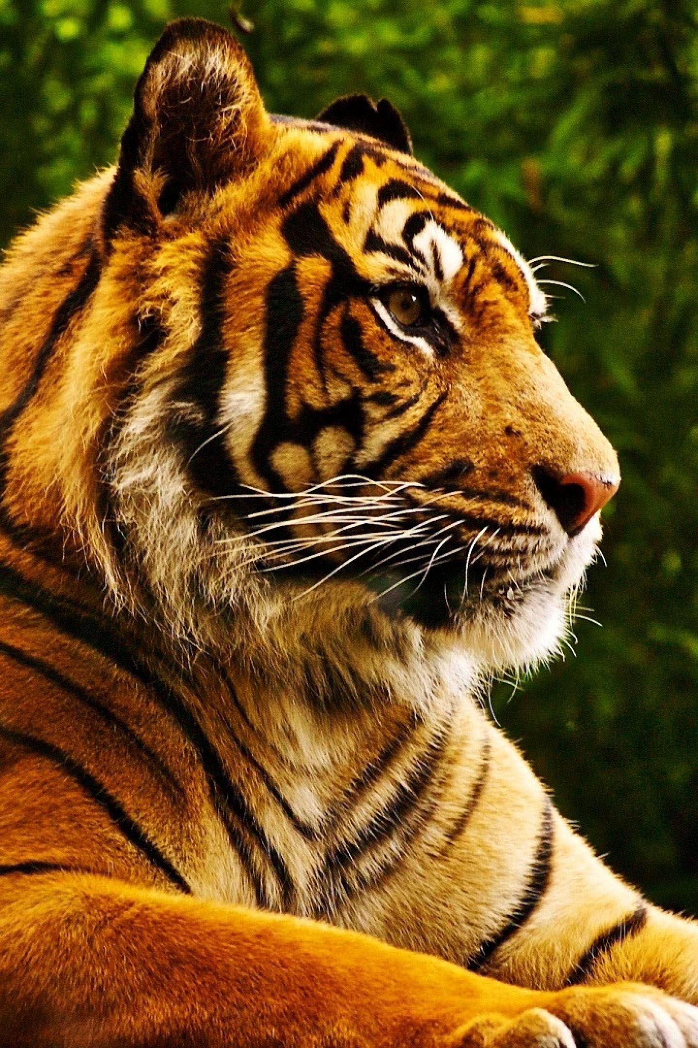 Tiger Wild Animal 4K Wallpaper
