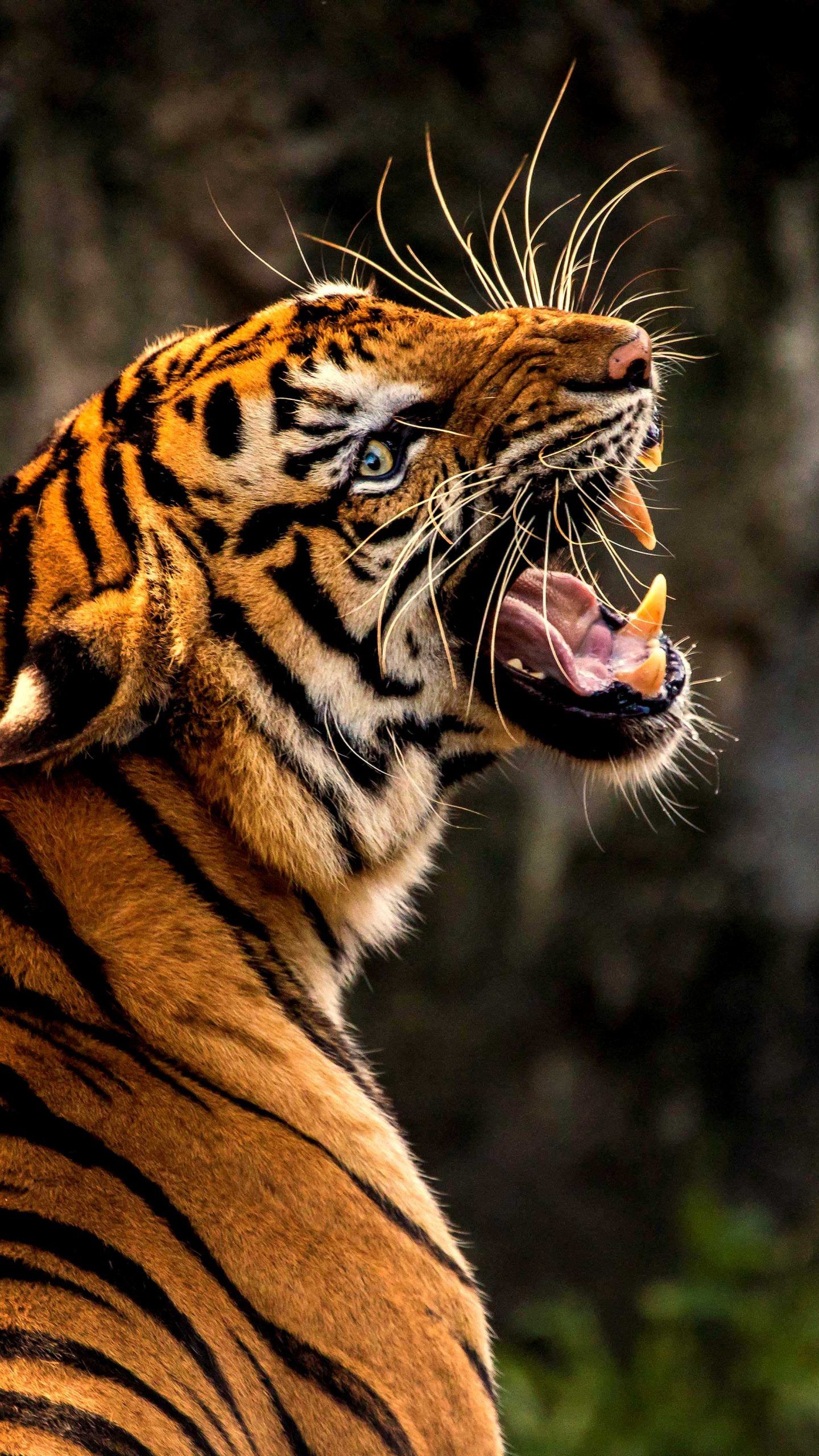 Tiger Roar Animal Wild Wildlife Orange 4K Wallpaper