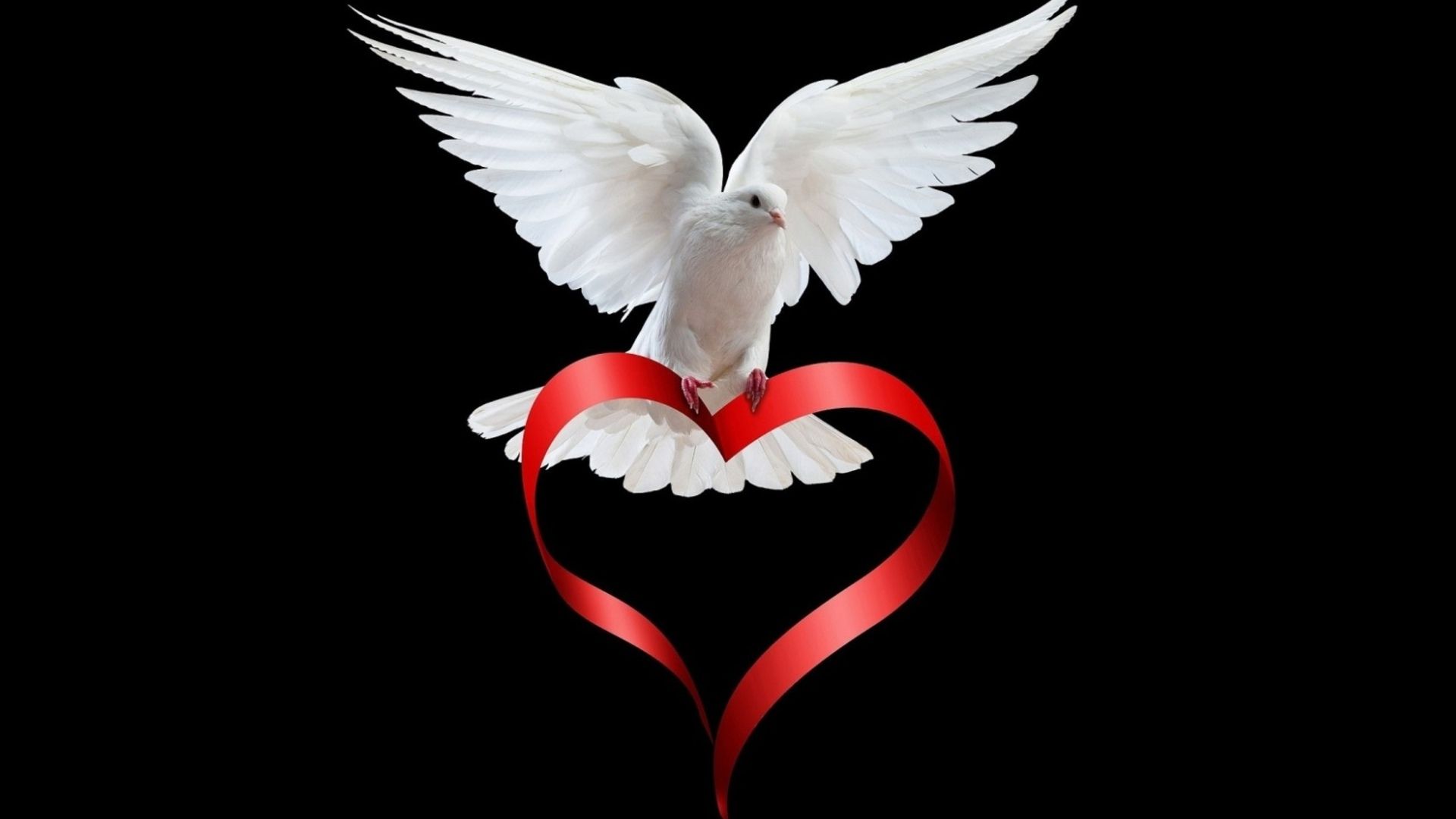 Dove Background Download Free