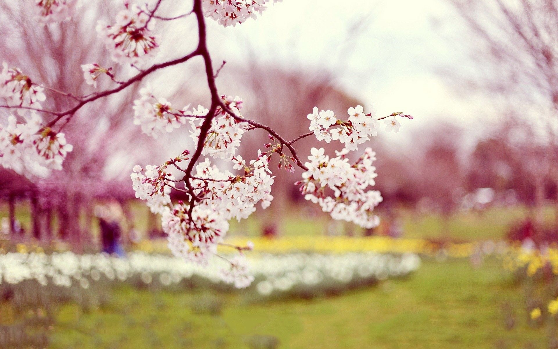 Sakura, Nature, Beauty, Wallpaper For Smart Pnone, Free Image Green, Beautiful, Spring, Free , Pink, Landscape, plant, Tree