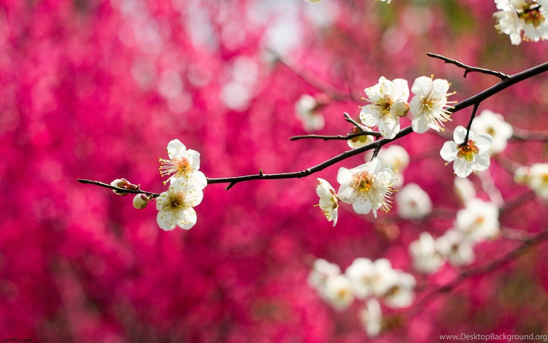 Pink Blossom Spring Tree HD Wallpaper Beautiful Landscape Desktop Background