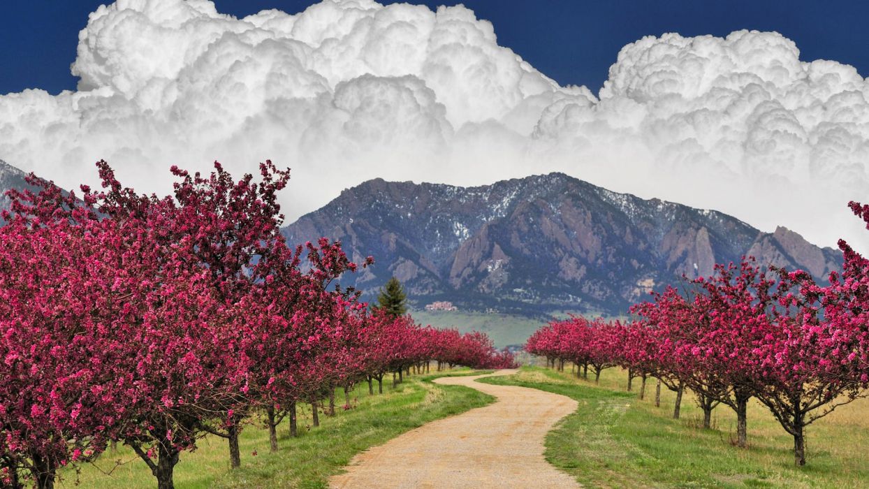 Spring mountains trees flowering beautiful cloud wallpaperx1080