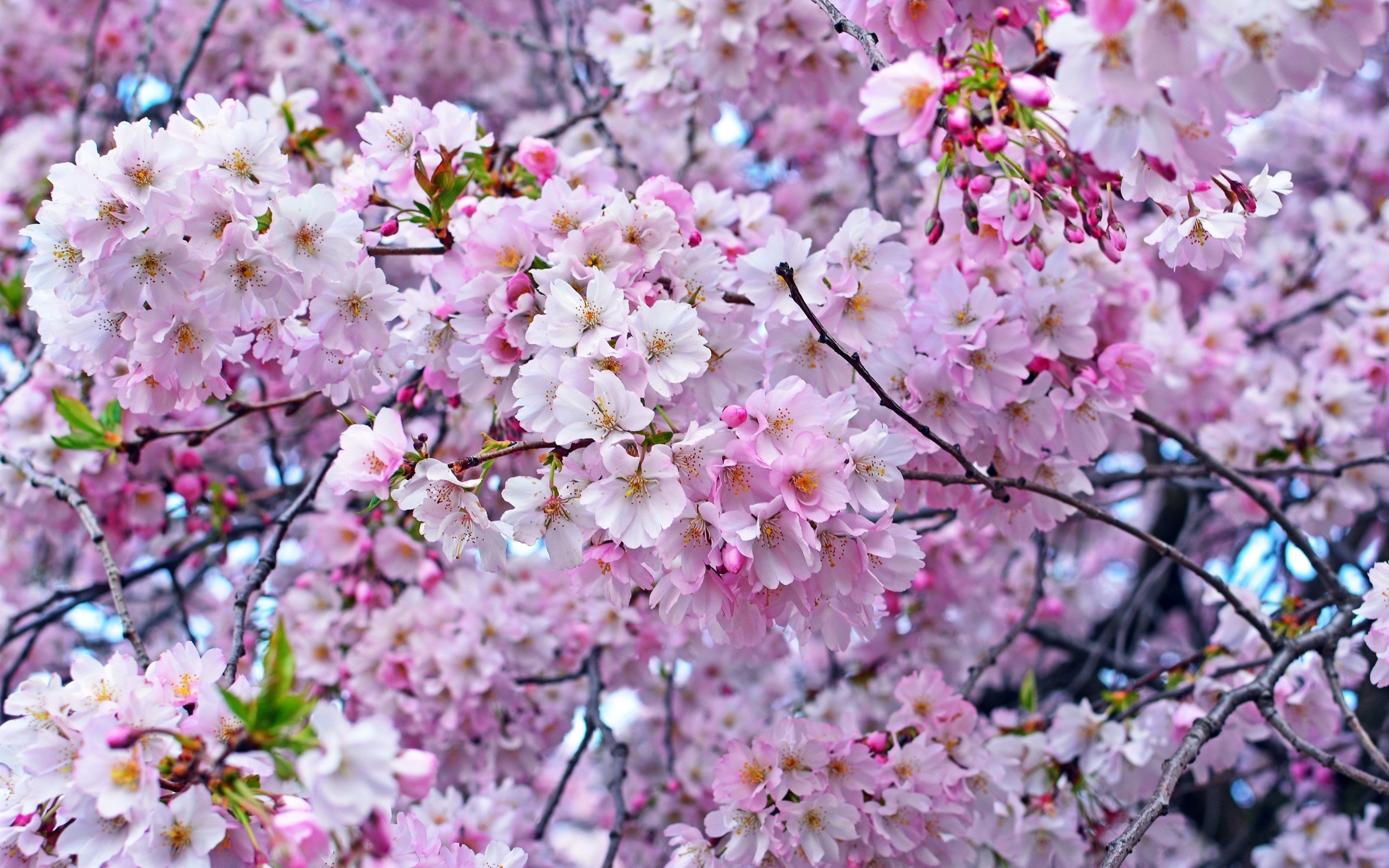 Wallpaper Beautiful sakura, spring, tree 2880x1800 HD Picture, Image