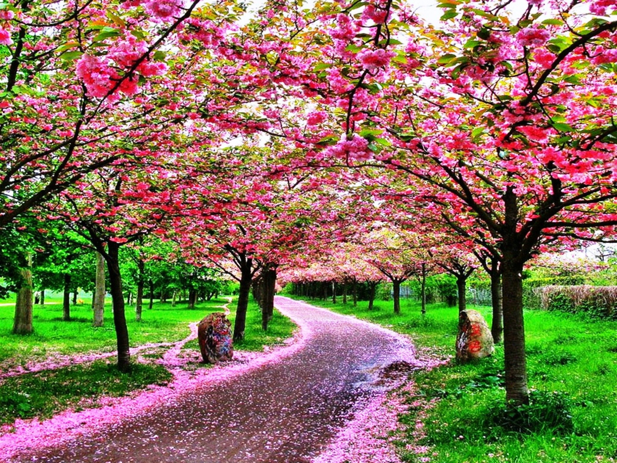 Beautiful Spring Trees Wallpapers - Wallpaper Cave