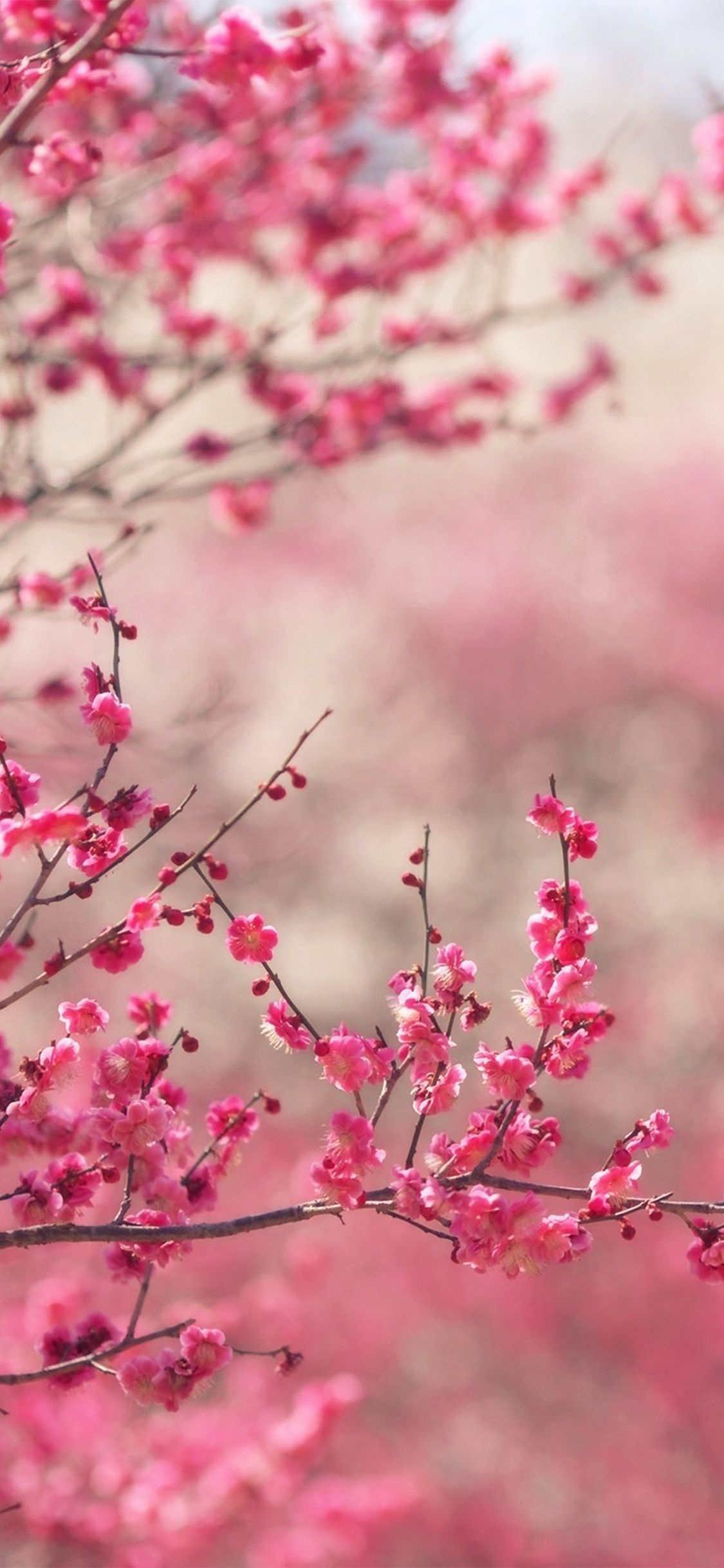 iPhone X wallpaper. pink blossom nature flower spring