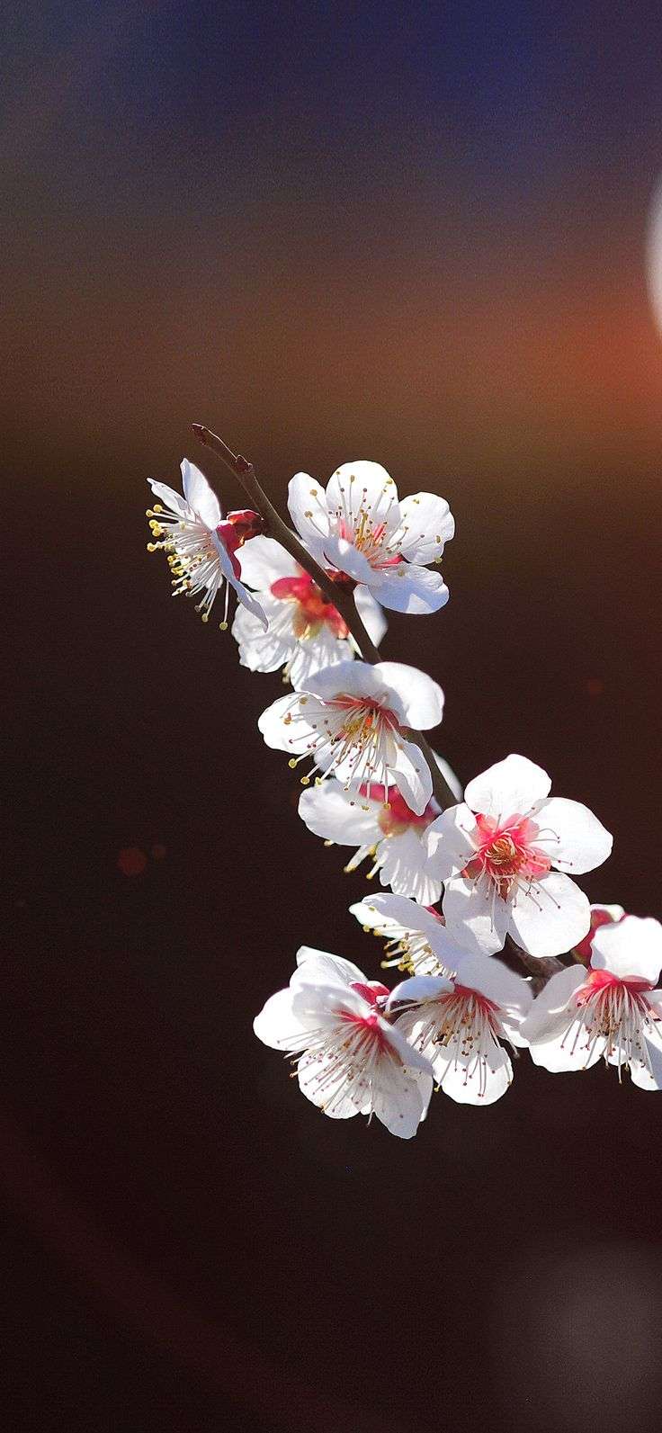 iPhone X Wallpaper Flower