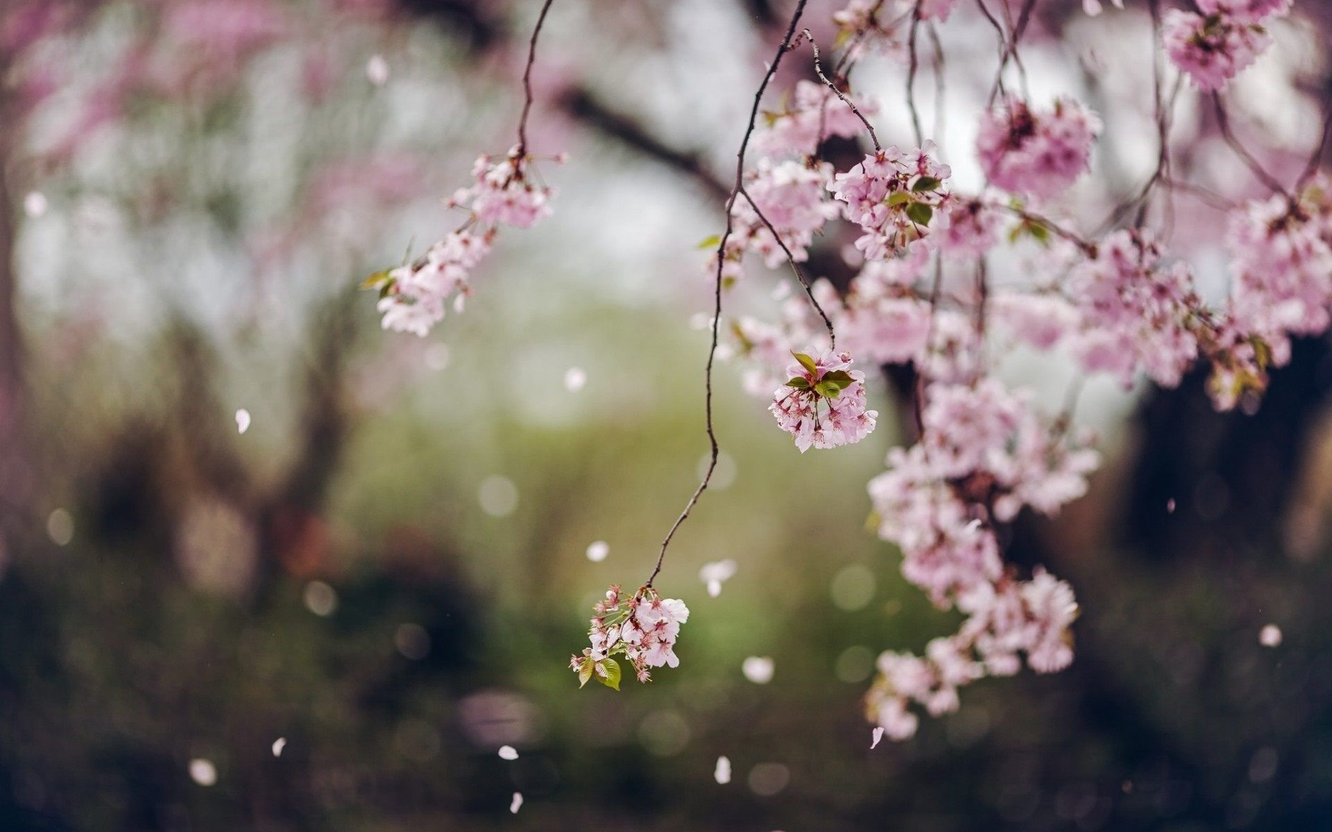 Pink Blossom Spring Tree HD Wallpaper Beautiful Landscape