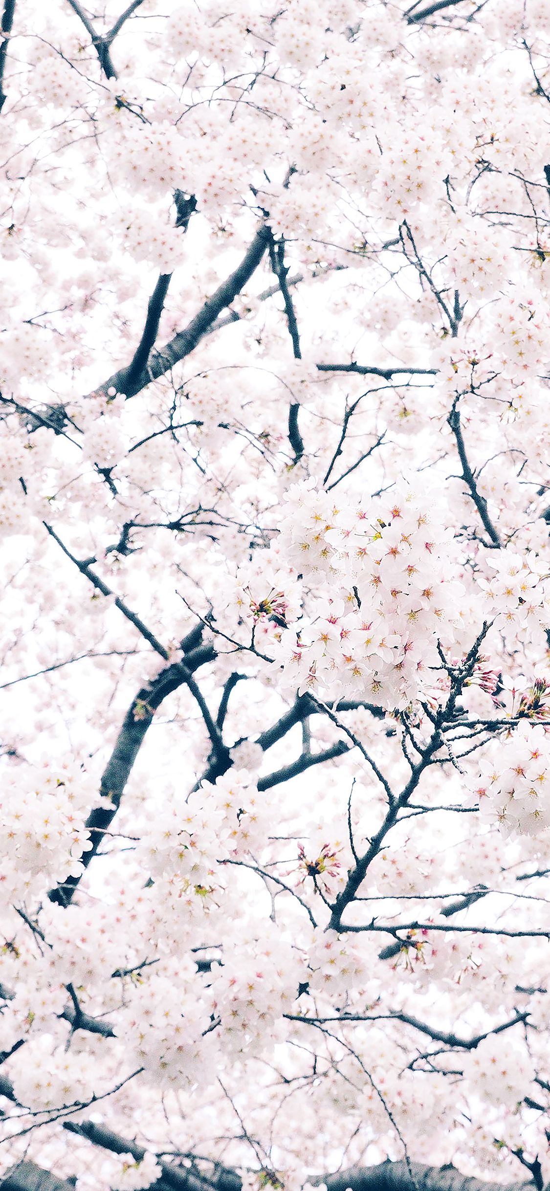 Com Apple iPhone Wallpaper Ma64 Sakura Cherry Spring Blossom iPhone X Wallpaper HD HD Wallpaper