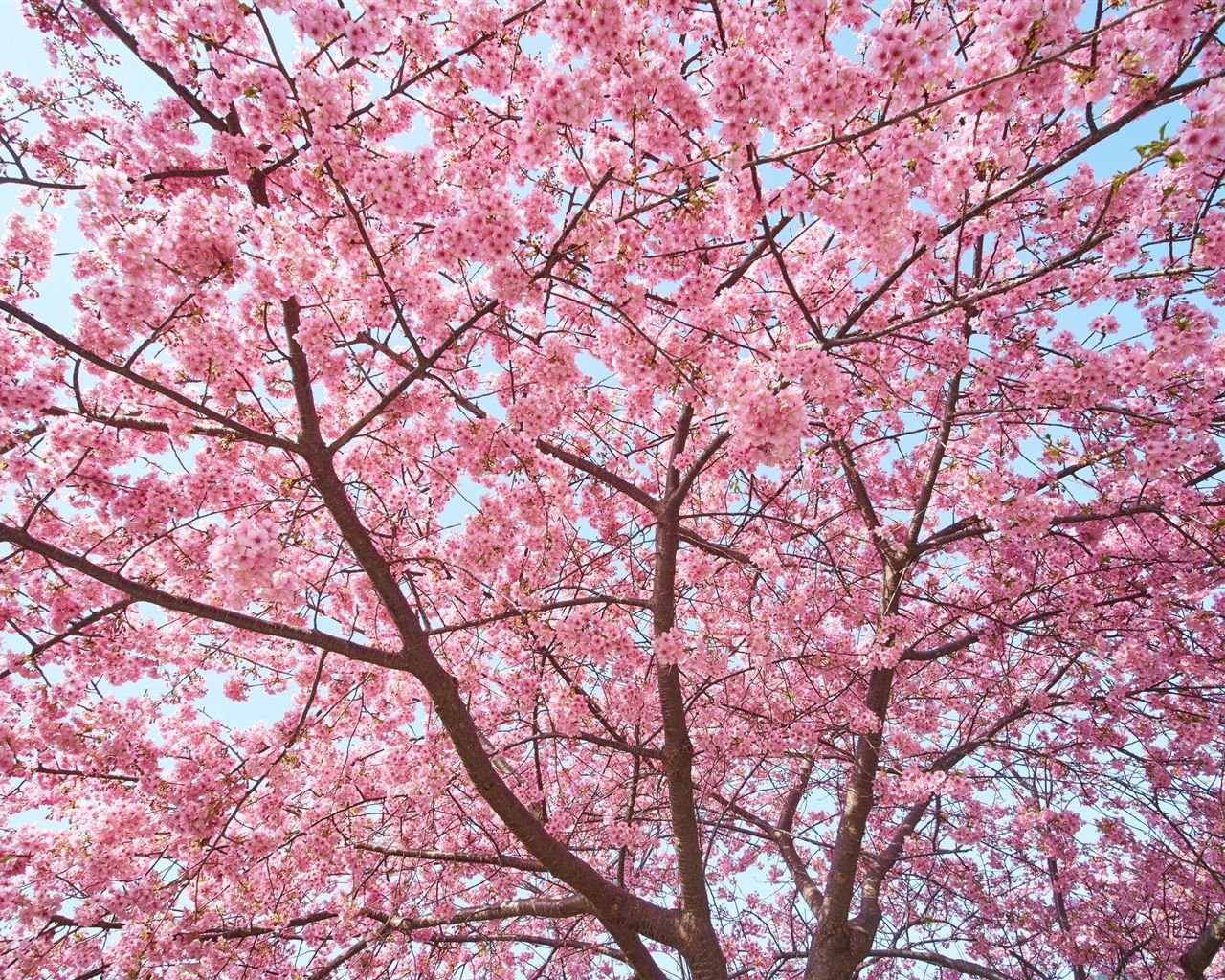 Wallpaper Sakura tree, flowers bloom, beautiful spring 1920x1200 HD Picture, Image