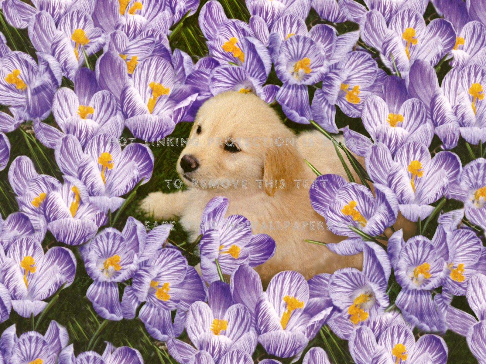Spring Puppies Wallpaper
