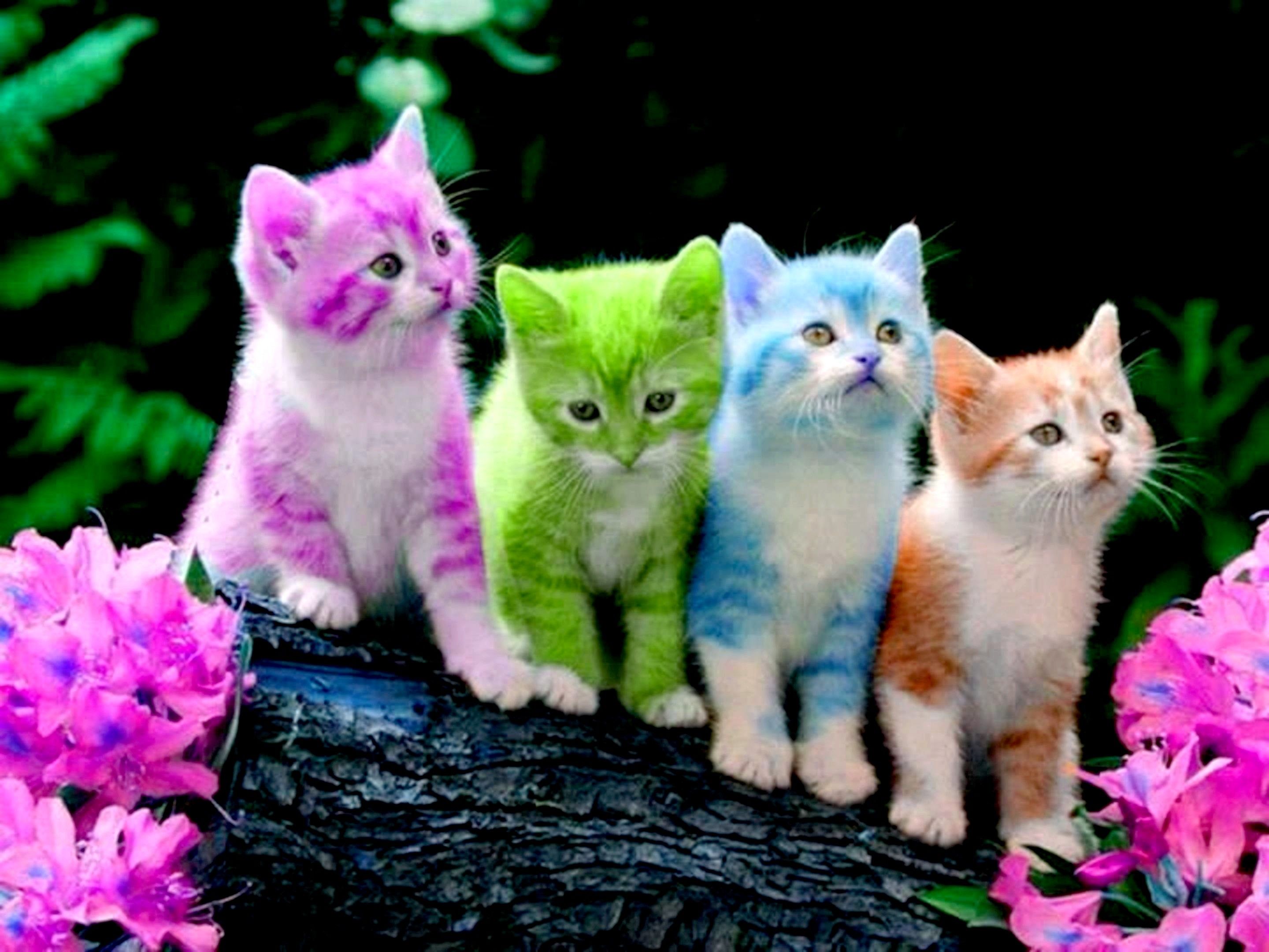 Puppies and Kittens Wallpaper background picture