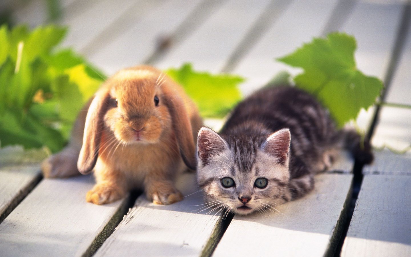 Puppy And Rabbit Wallpaper