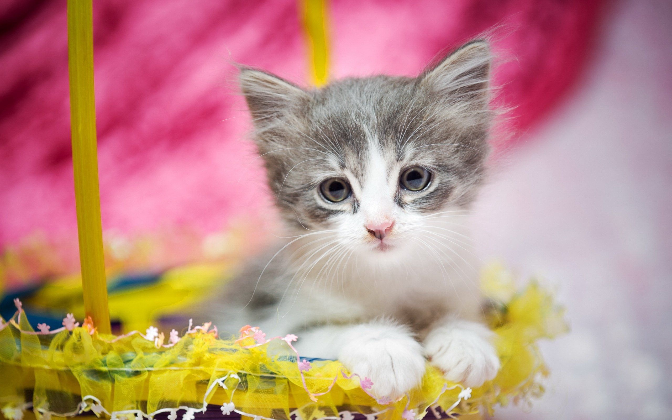 Easter Dog and Cat Wallpaper for Desktop