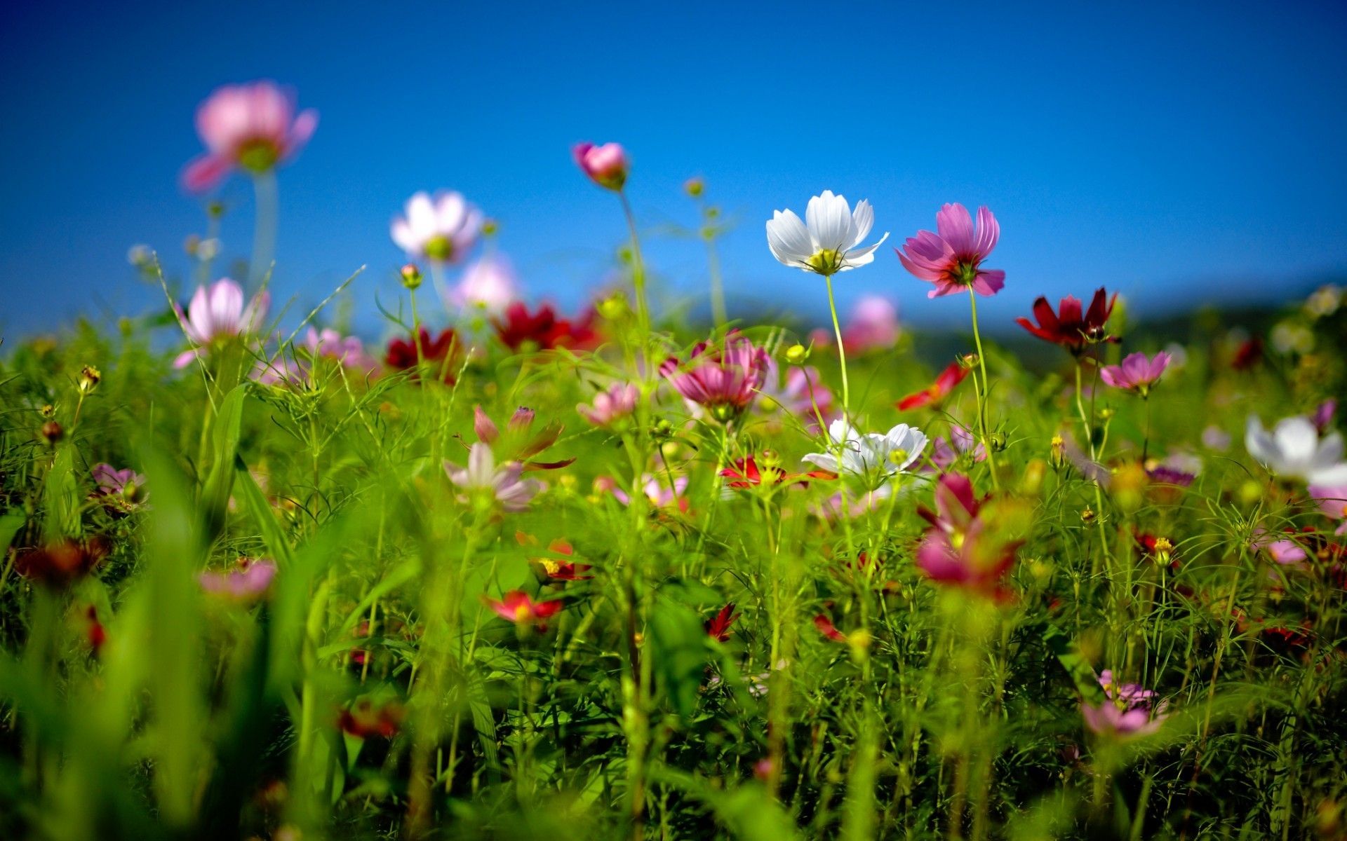 Spring Flower Land HD Wallpaper