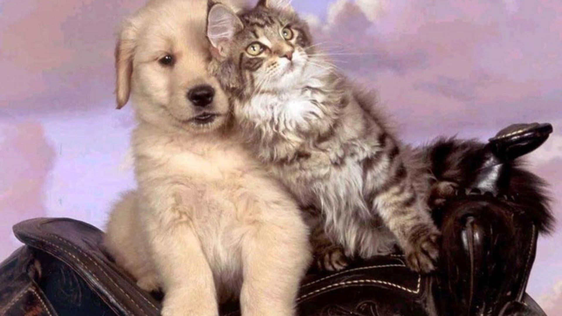 Kitten And Puppy Wallpaper