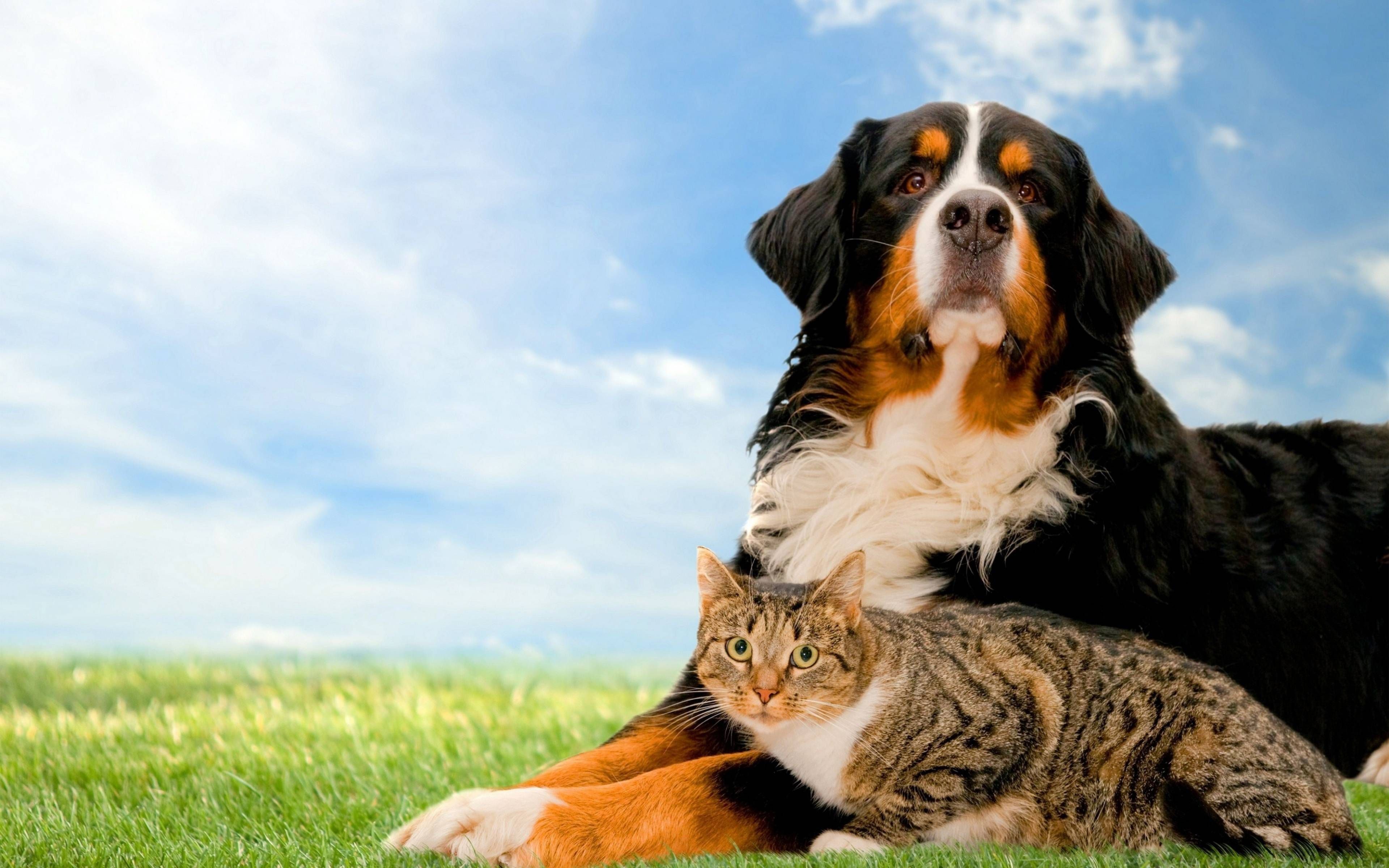 Easter Dog and Cat Wallpaper for Desktop