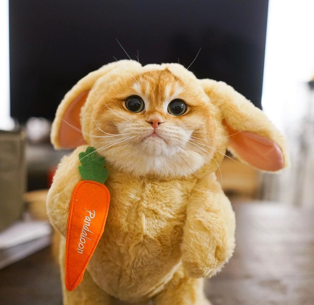 Easter cats ideas. easter cats, cats, cats and kittens