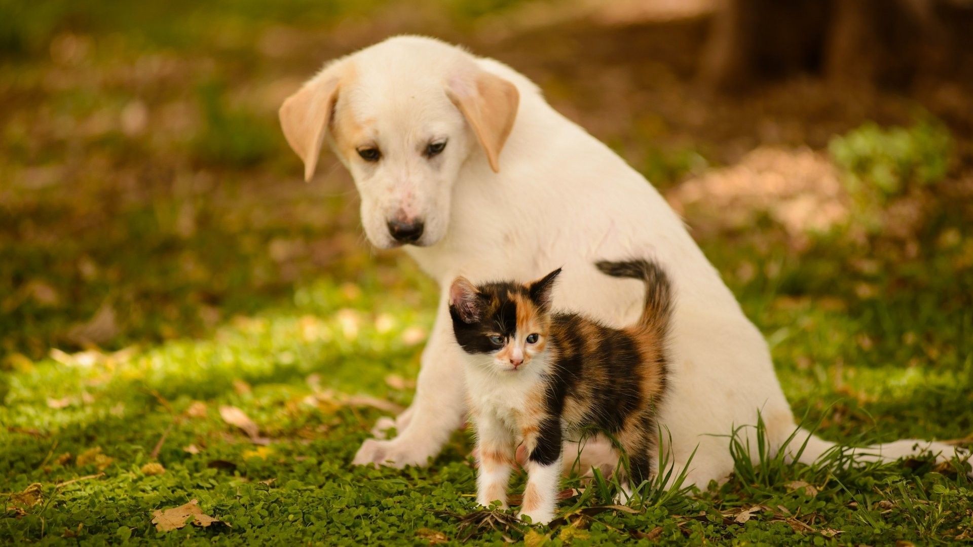 Cute Puppy and Kitten