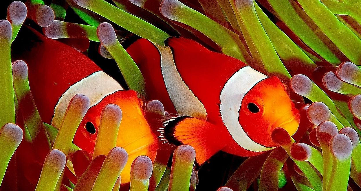 Symbiosis Wallpapers - Wallpaper Cave