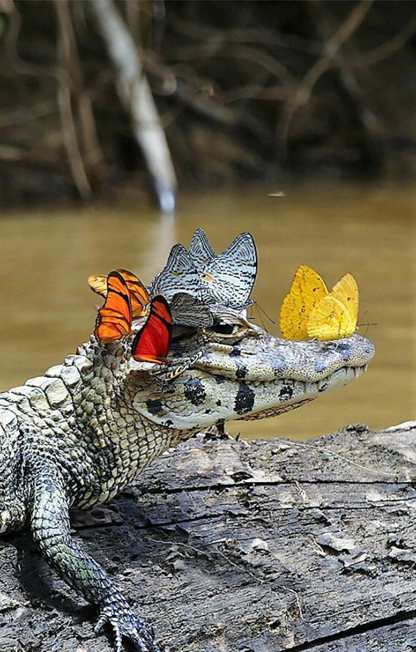 Symbiosis Wallpapers - Wallpaper Cave