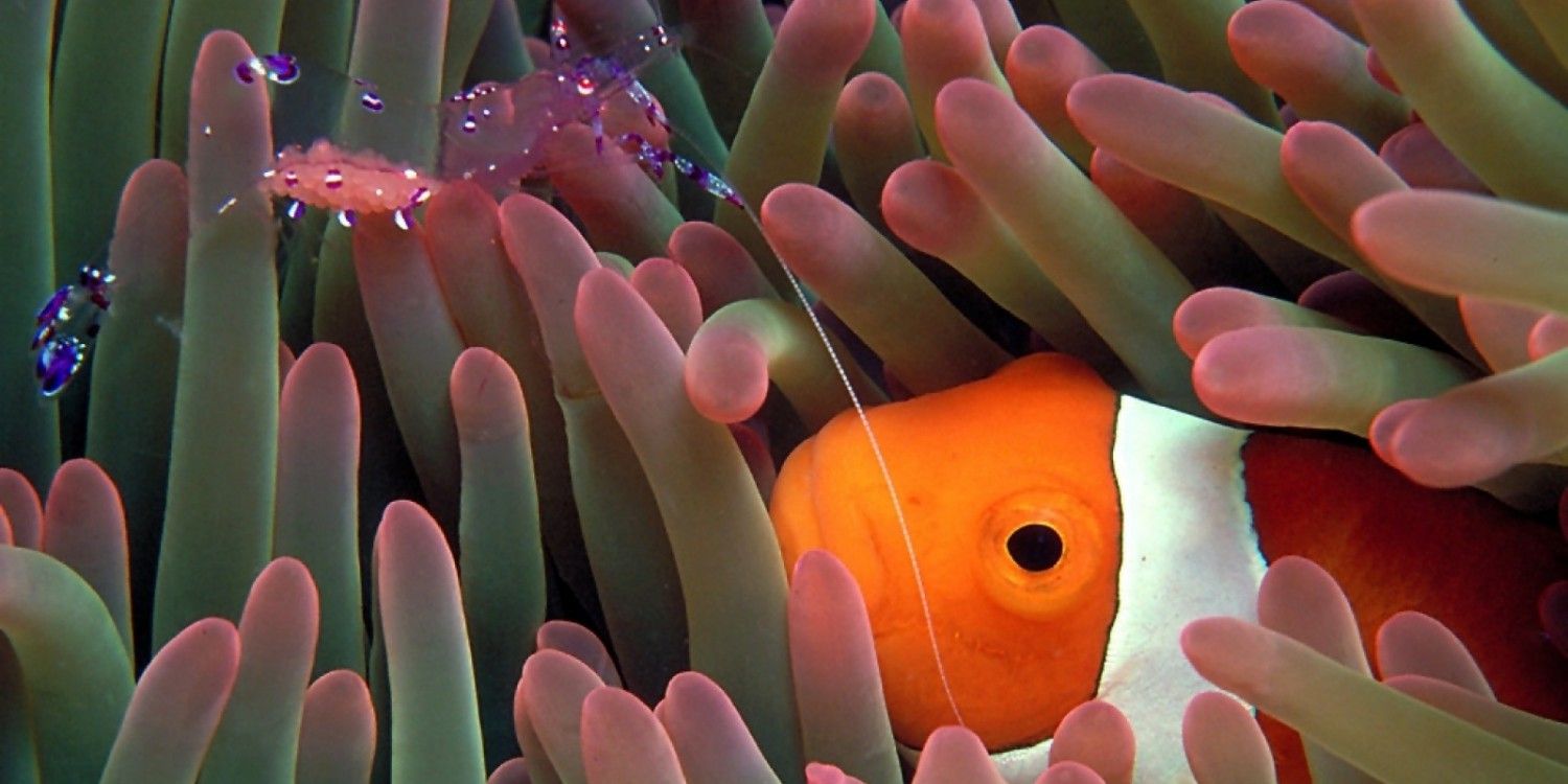 Symbiosis Wallpapers - Wallpaper Cave