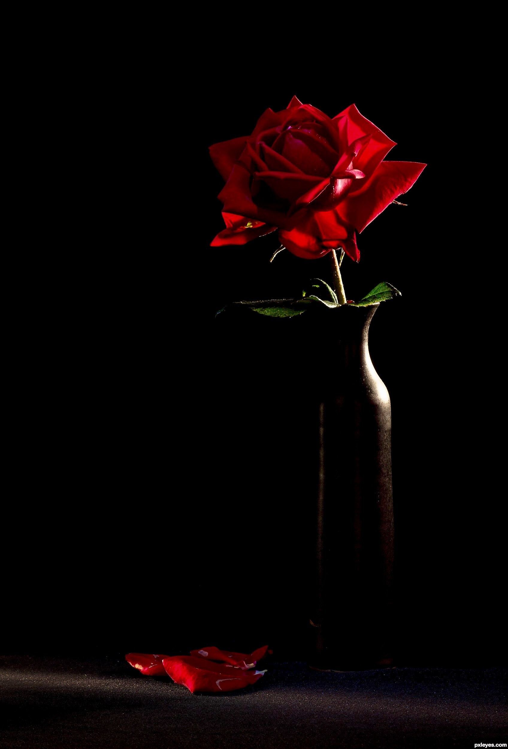 Aesthetic Red Rose Black Background Wallpaper