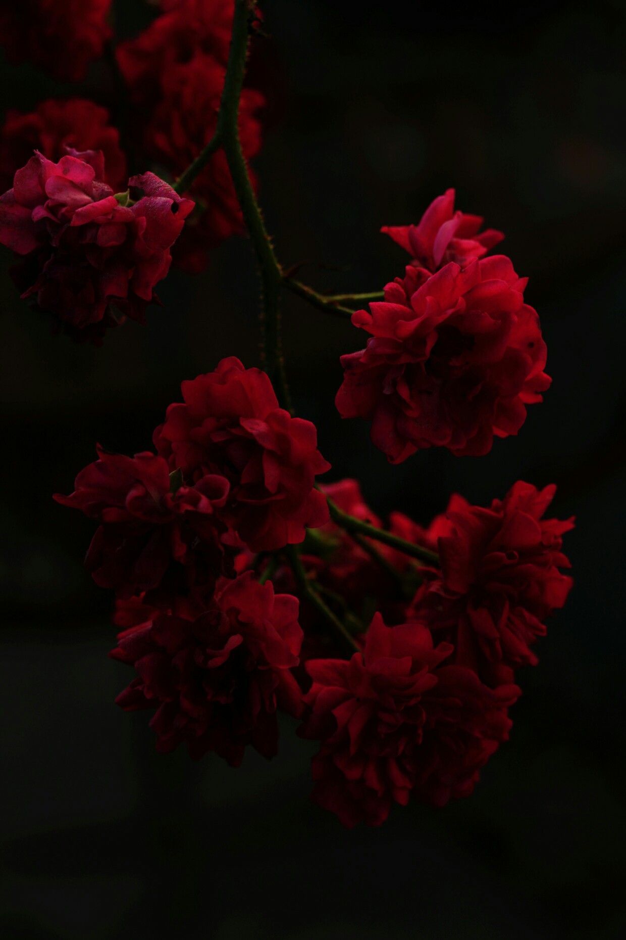 Aesthetic Rose Black Background