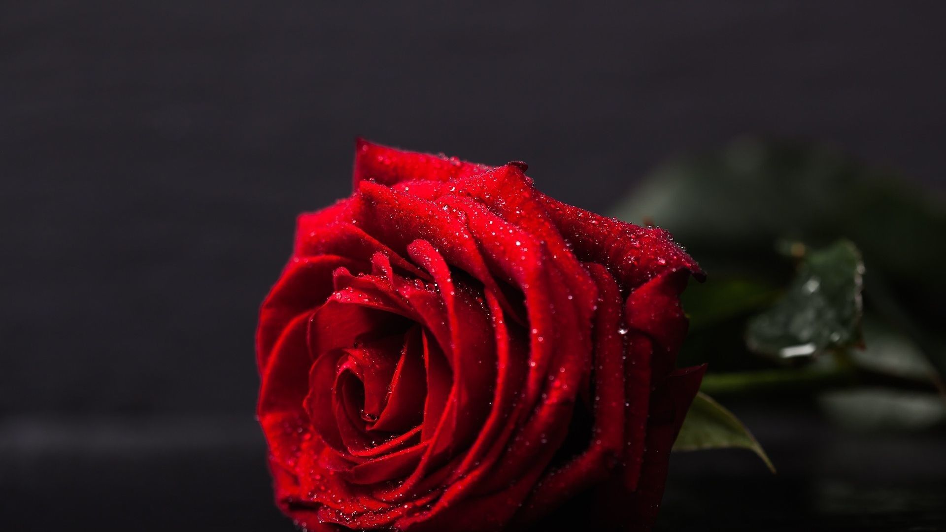 Dark Red Rose Aesthetic Wallpaper
