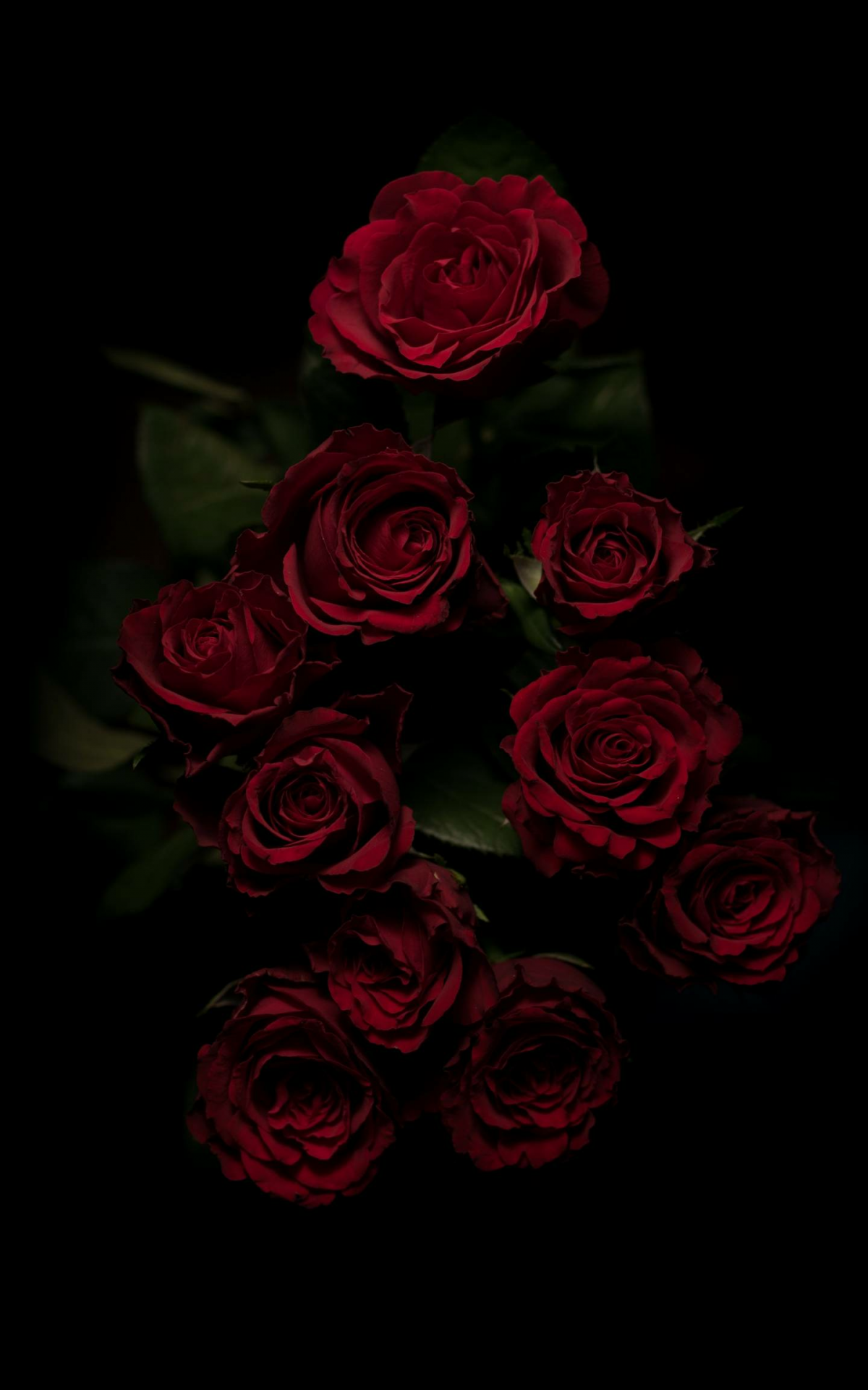 Free download iPhone Wallpaper Garden roses Red Rose Flower Floribunda [1440x2880] for your Desktop, Mobile & Tablet. Explore Red Roses Aesthetic Wallpaper. Red Roses Aesthetic Wallpaper, Red Aesthetic Wallpaper