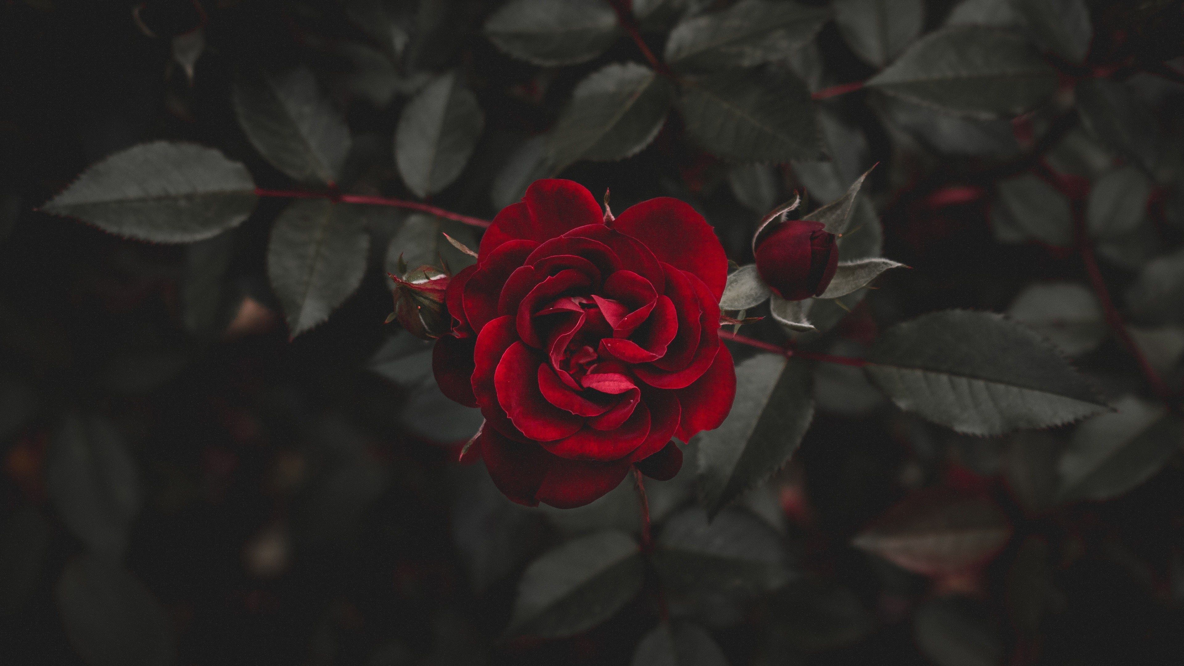 Cool Aesthetic Roses Wallpaper For iPhone image
