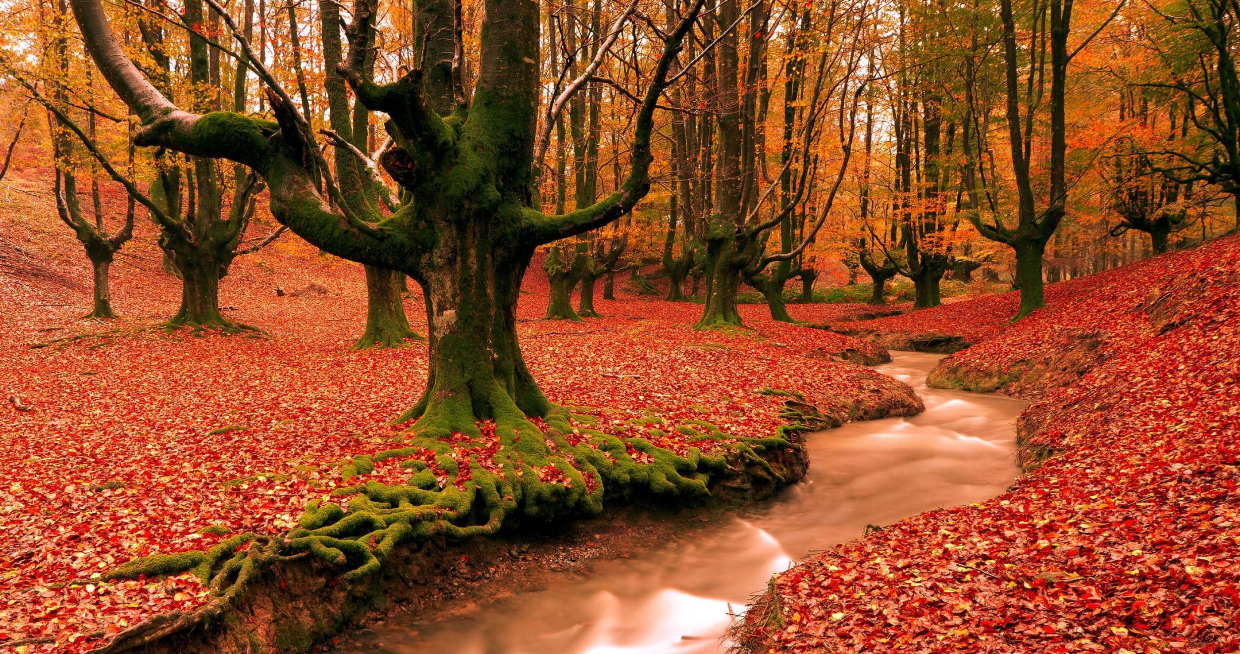 4k Wallpaper Red Forest