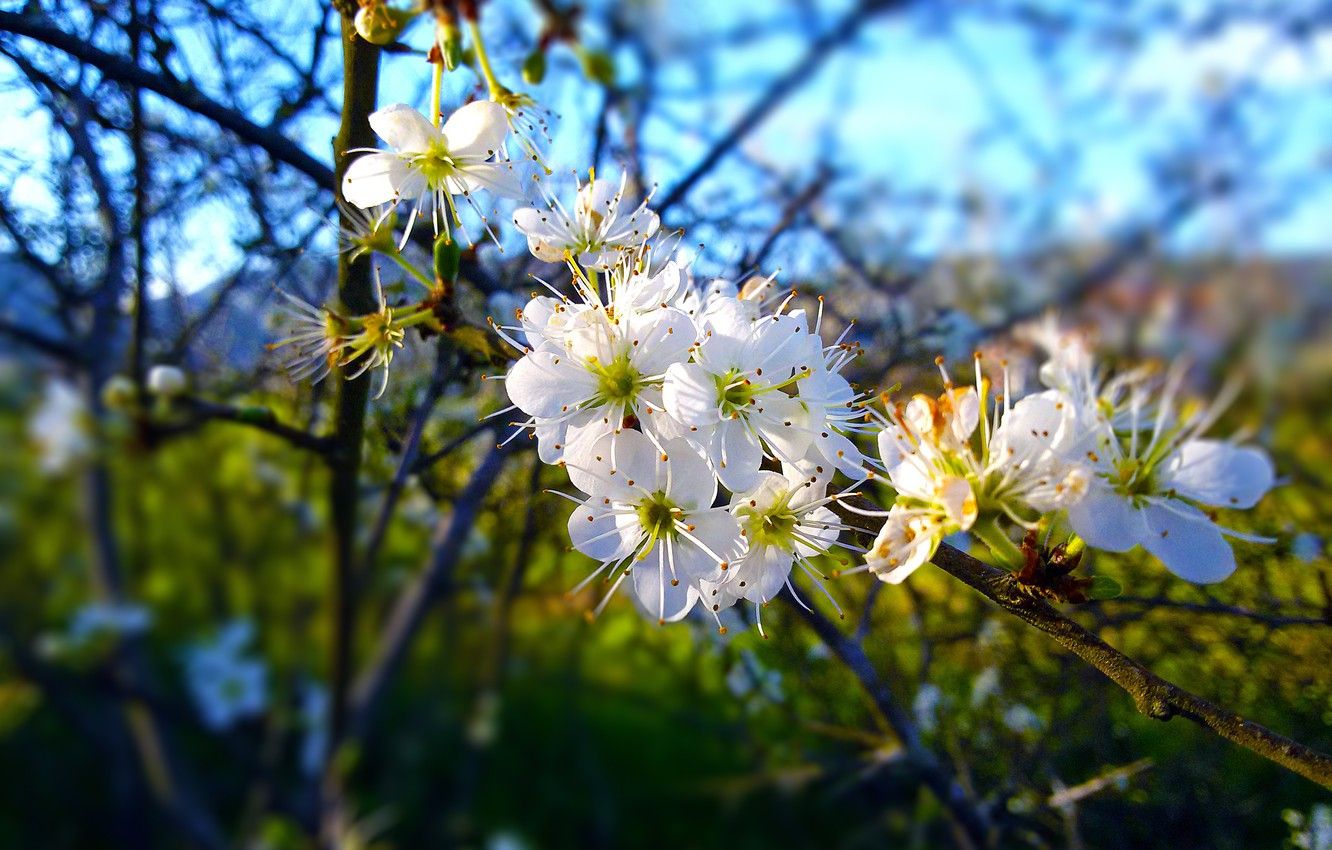 Wallpaper Spring, Greece, Blossom, Halkidiki, New life image for desktop, section природа