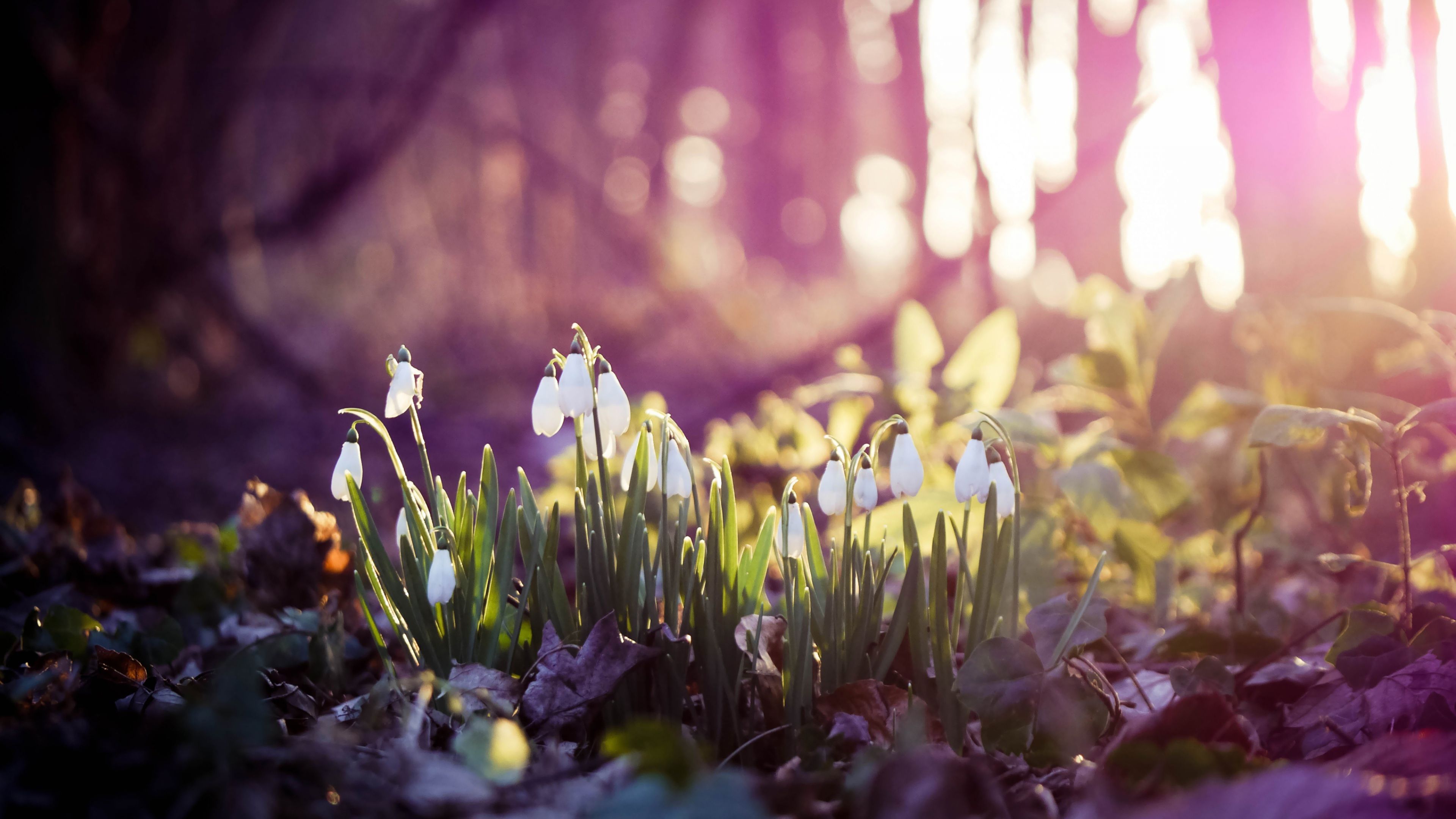 Spring Desktop Wallpaper HD