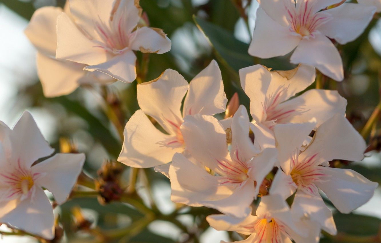Wallpaper summer, Greece, oleander image for desktop, section цветы