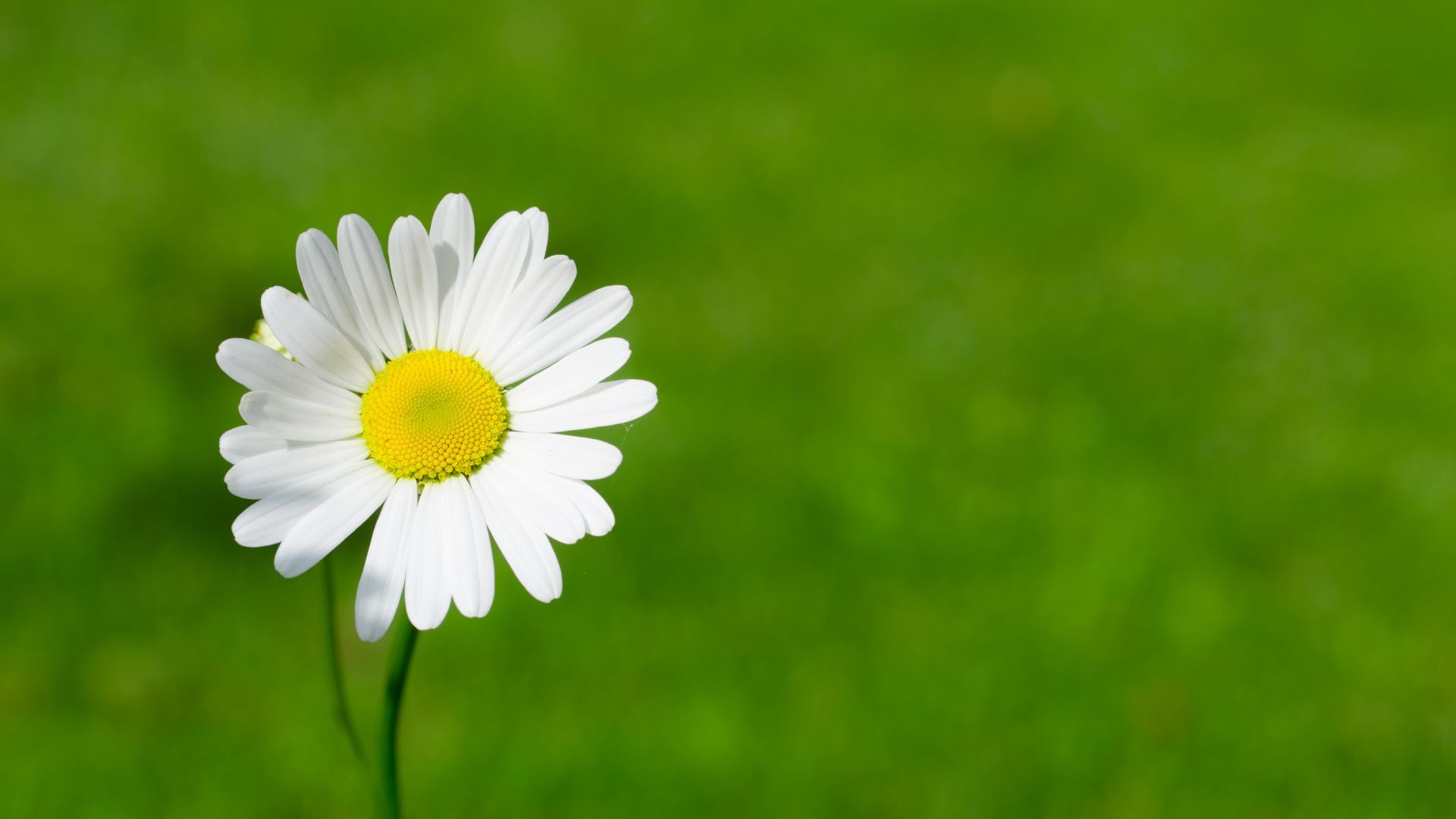 Desktop Wallpaper Daisy, Flowers, White Flowers, Spring, 4k, HD Image, Picture, Background, E28a1f