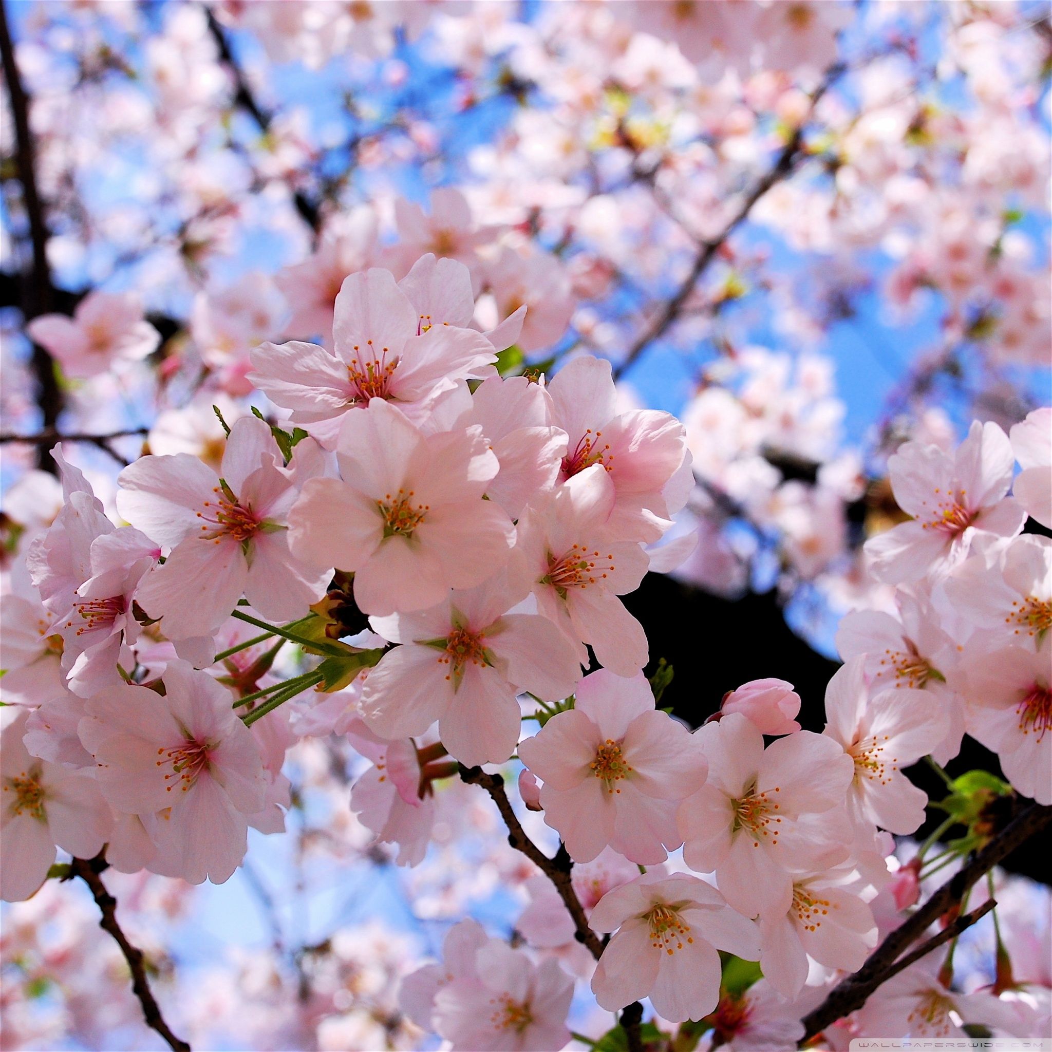 Spring Pink Blossoms 4k HD Desktop Wallpaper For 4k Shoshu Cherry Blossom HD Wallpaper