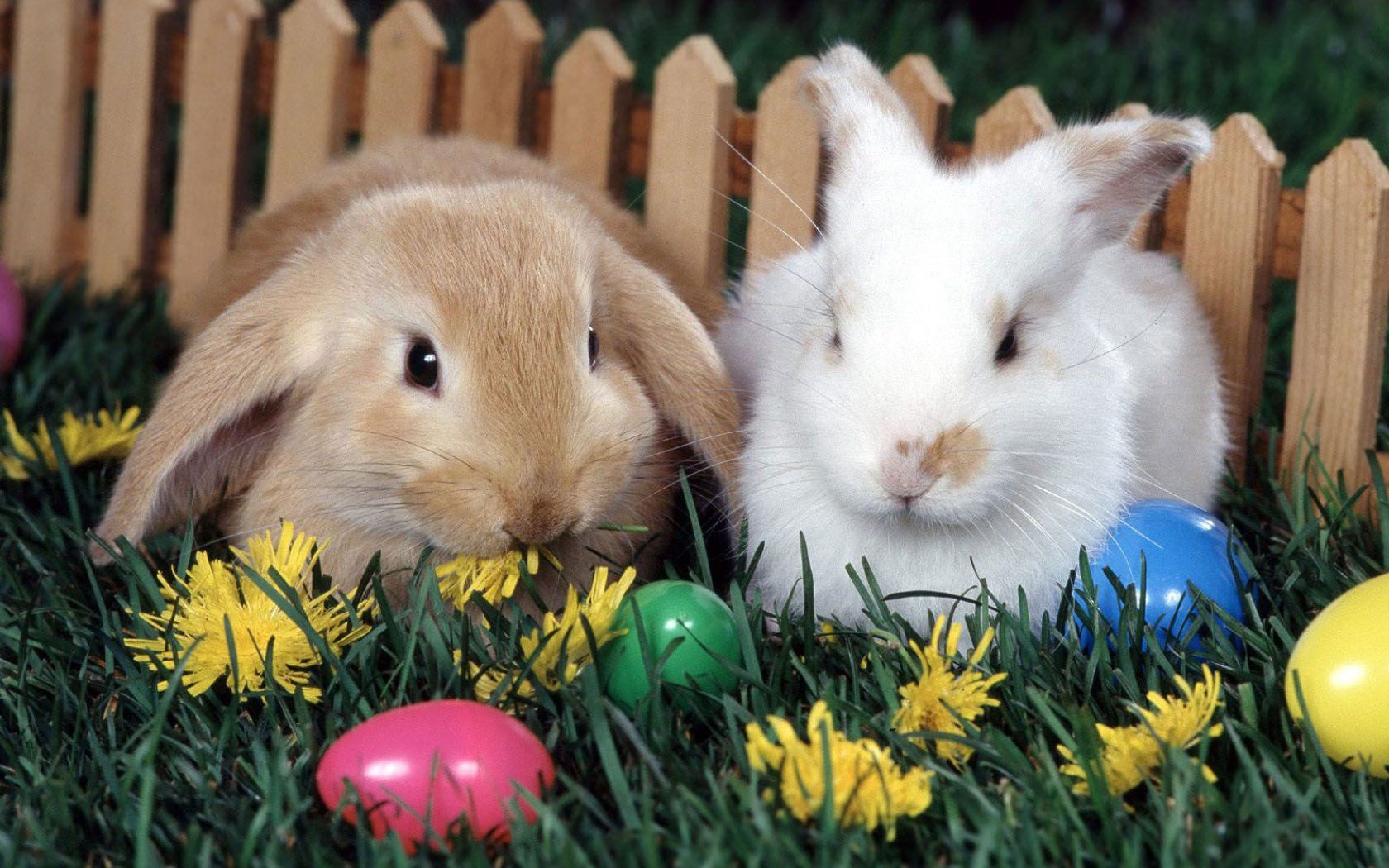 Easter Bunny Couples HD Picture Image 2016. Easter bunny picture, Easter bunny image, Easter wallpaper