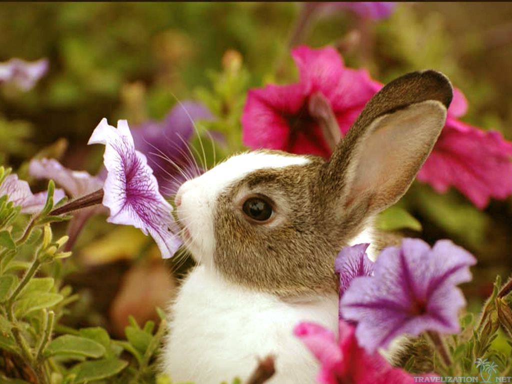 Free download Cute Baby Bunny And Flowers Animals Wallpaper 1024x768 pixel [1024x768] for your Desktop, Mobile & Tablet. Explore Wallpaper of Baby Animals. Spring Baby Animals Desktop Wallpaper, Free