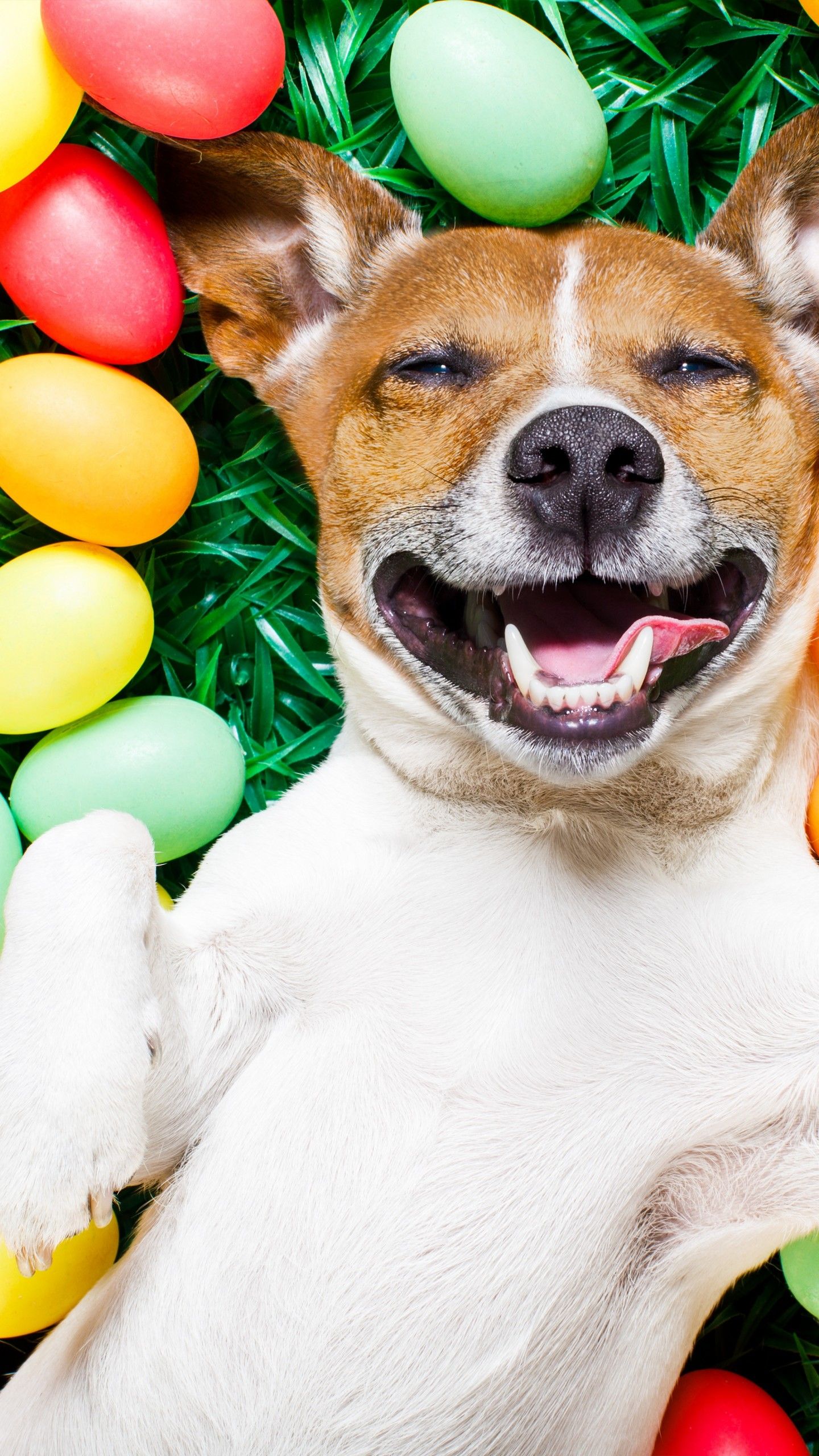 Wallpaper Easter, eggs, dog, 5k, Animals