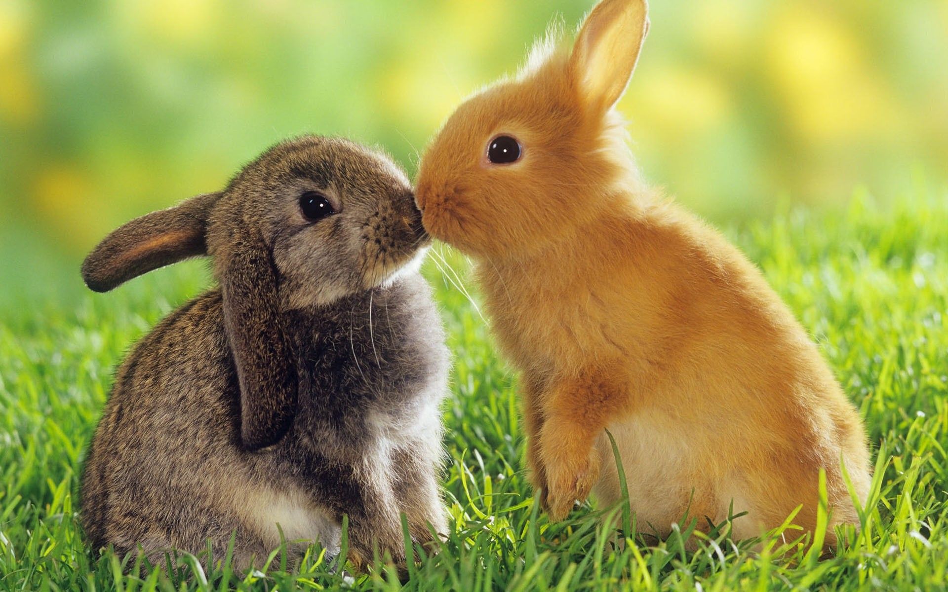 bunnies, Animals, Kissing, Easter Wallpaper HD / Desktop and Mobile Background