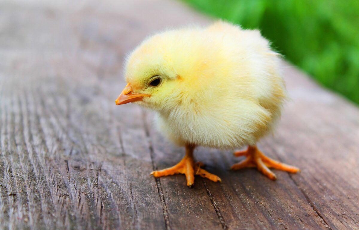 Animal, Easter, Chick, Chicken, Widescreen Picture Of Animals, Pets, Animal Wallpaper Of Windows, Download Animal Photo, Amazing Life, Habitat, Animal Love, Creatures, 1600x1024