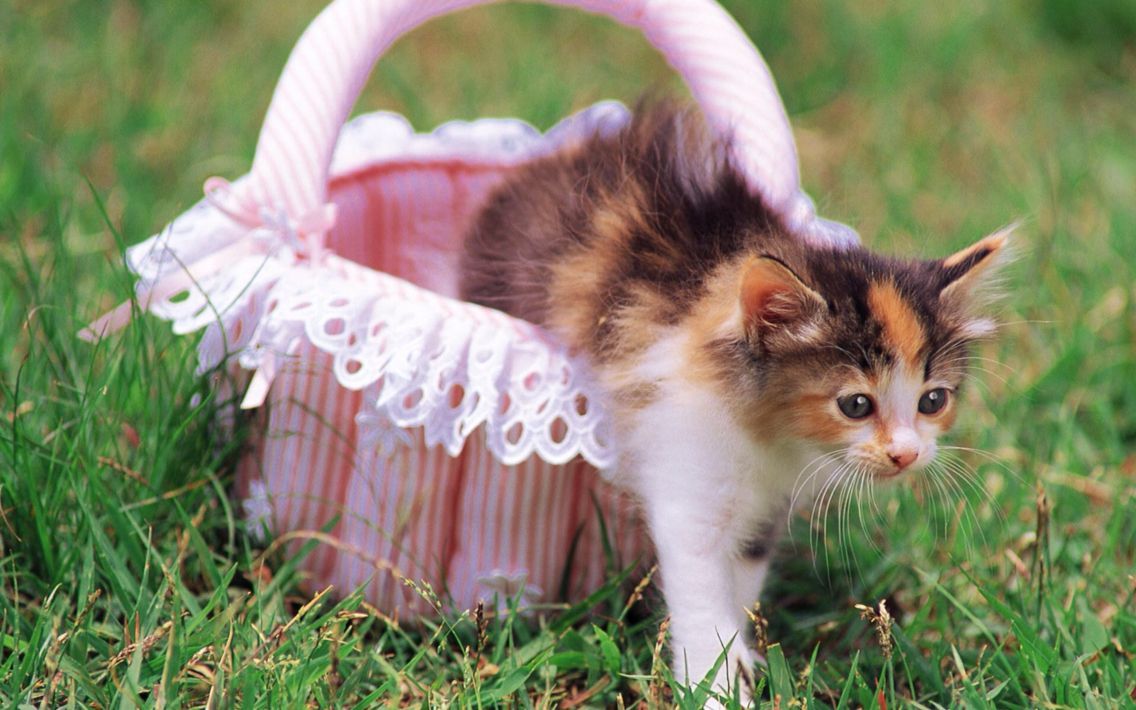 Kitty on Easter!